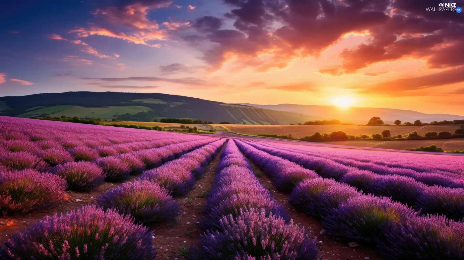 viewes, lavender, Sky, trees, Field, The Hills, Great Sunsets