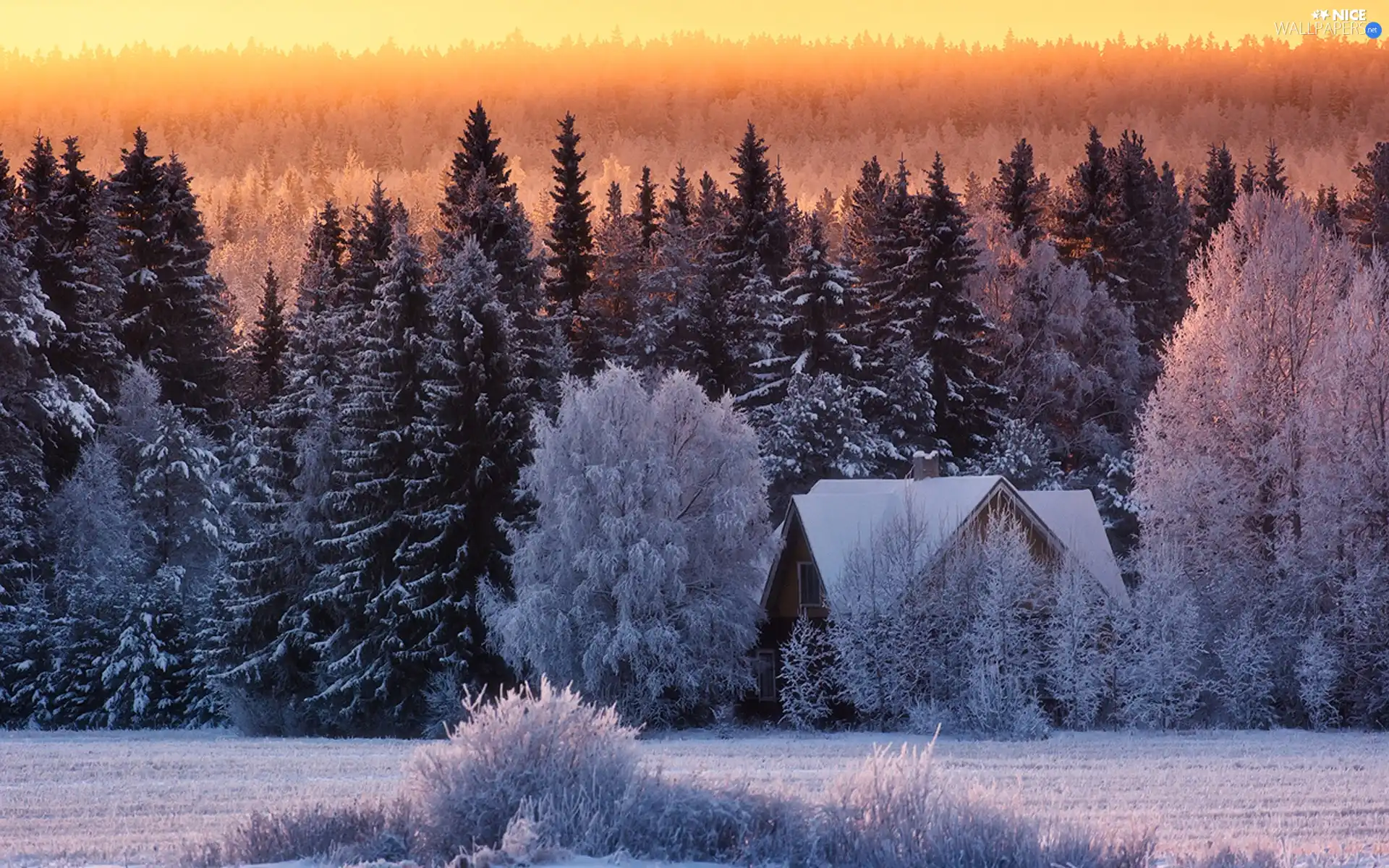 Home, trees, viewes, Snowy