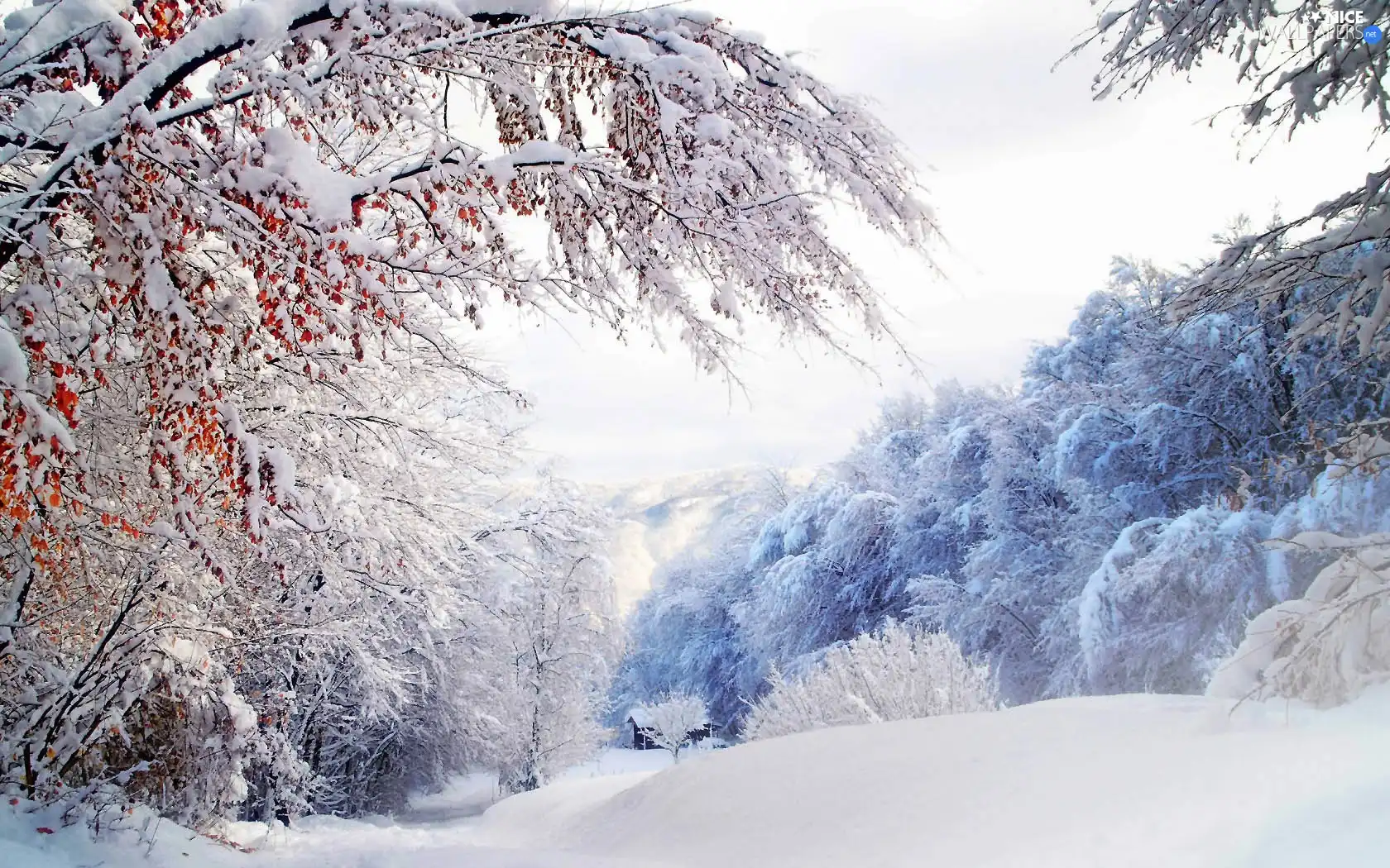 forest, winter, viewes, Home, trees, snow