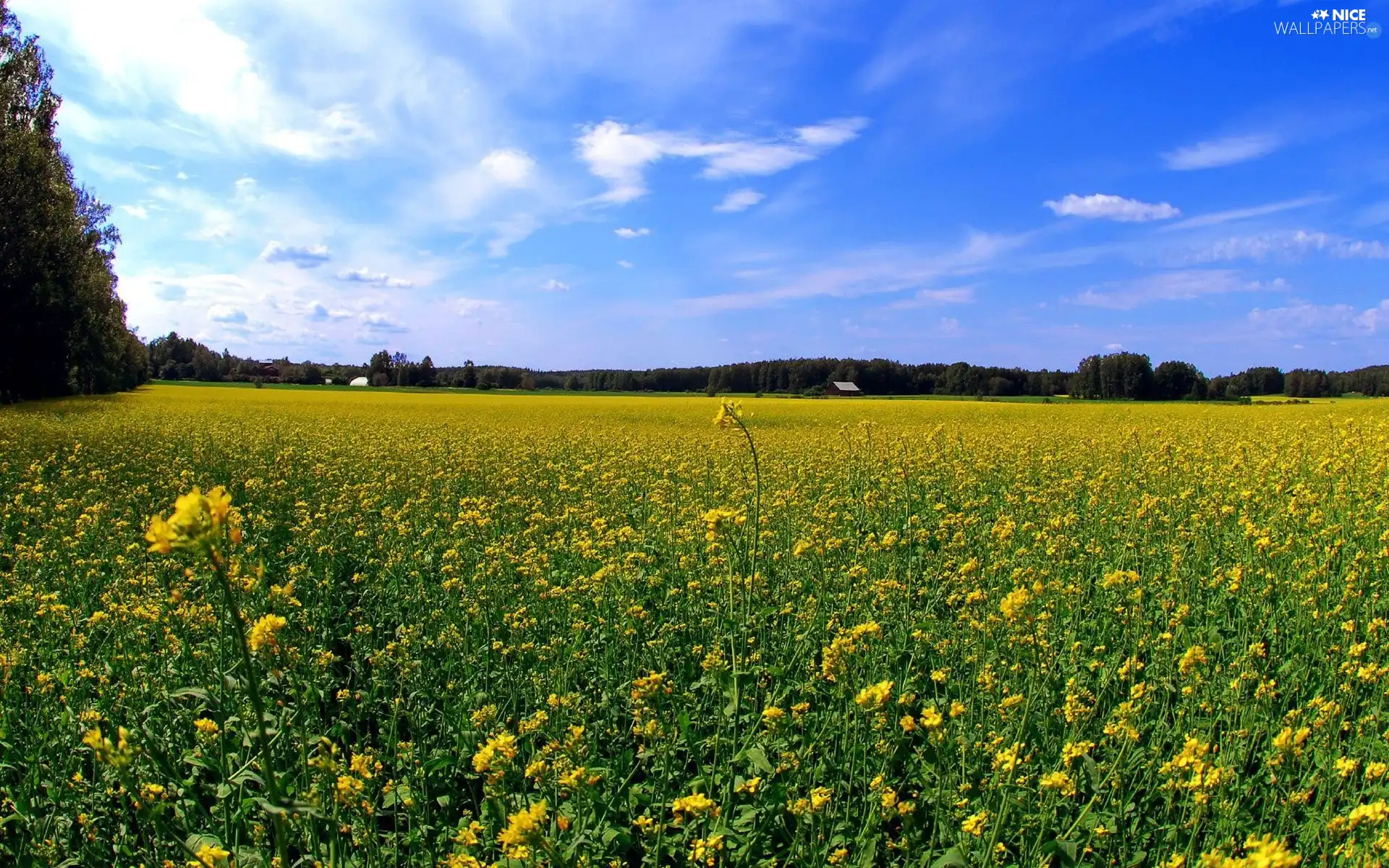 viewes, Houses, Flowers, trees, Field