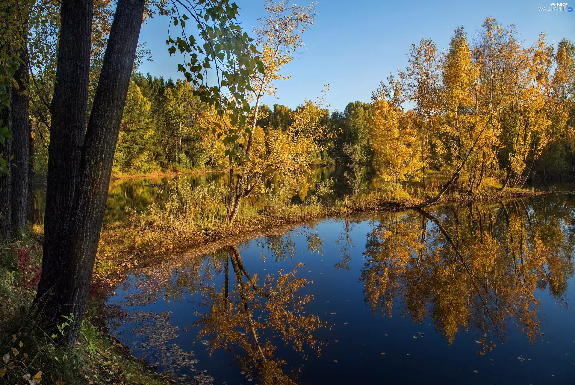 trees, viewes, lake, reflection, autumn