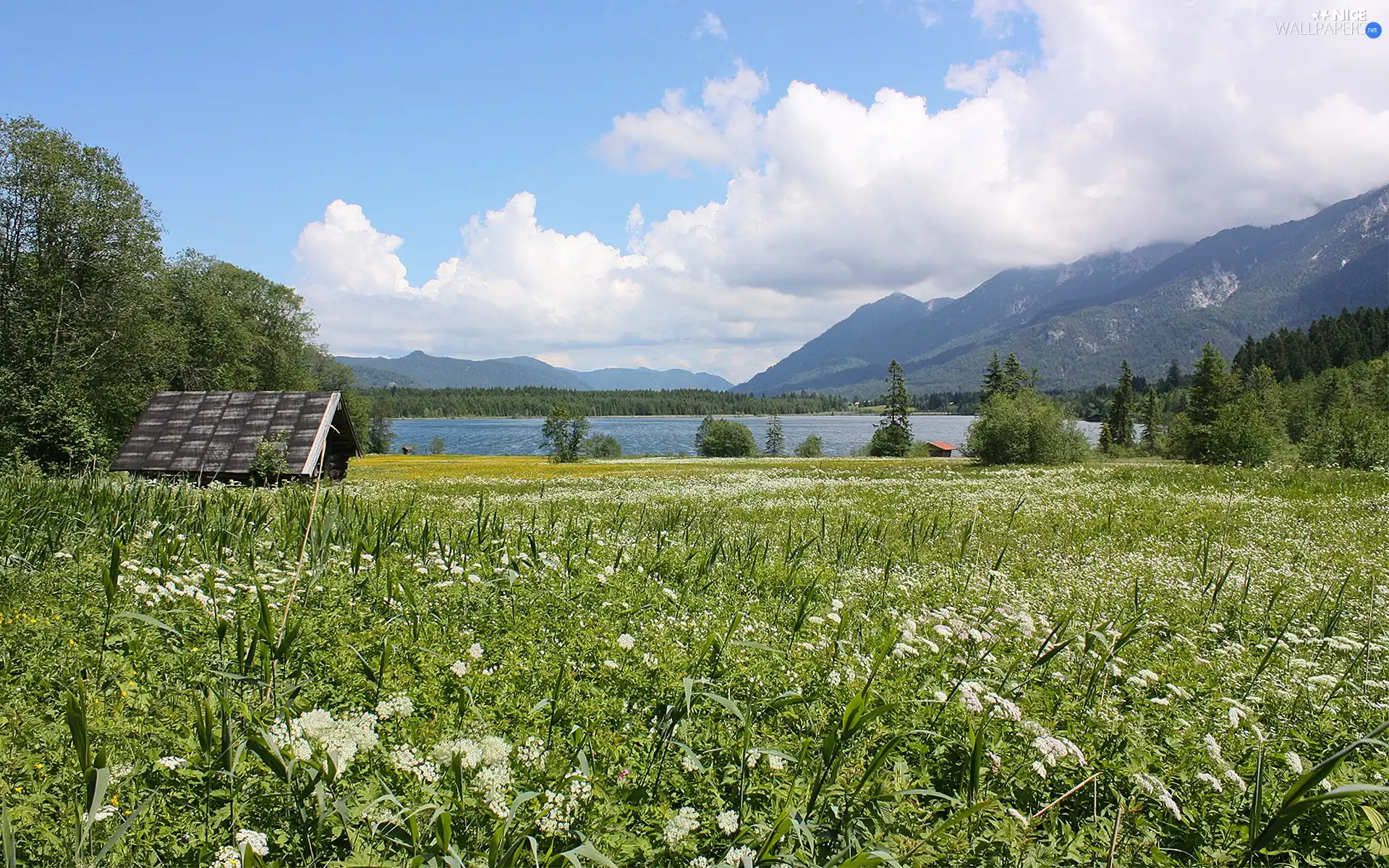 viewes, lake, Home, trees, Meadow