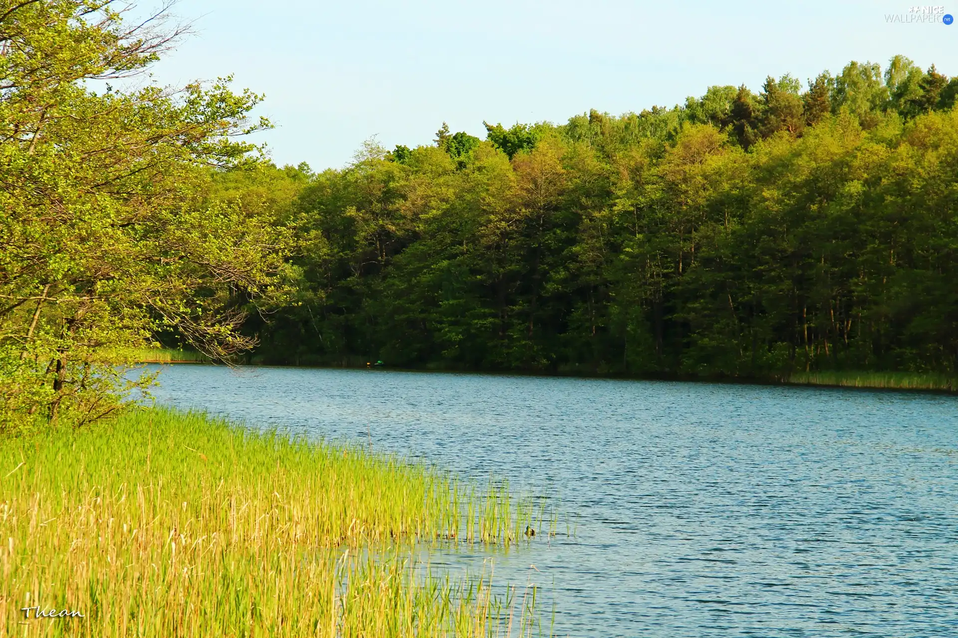 lake, trees, viewes, forest