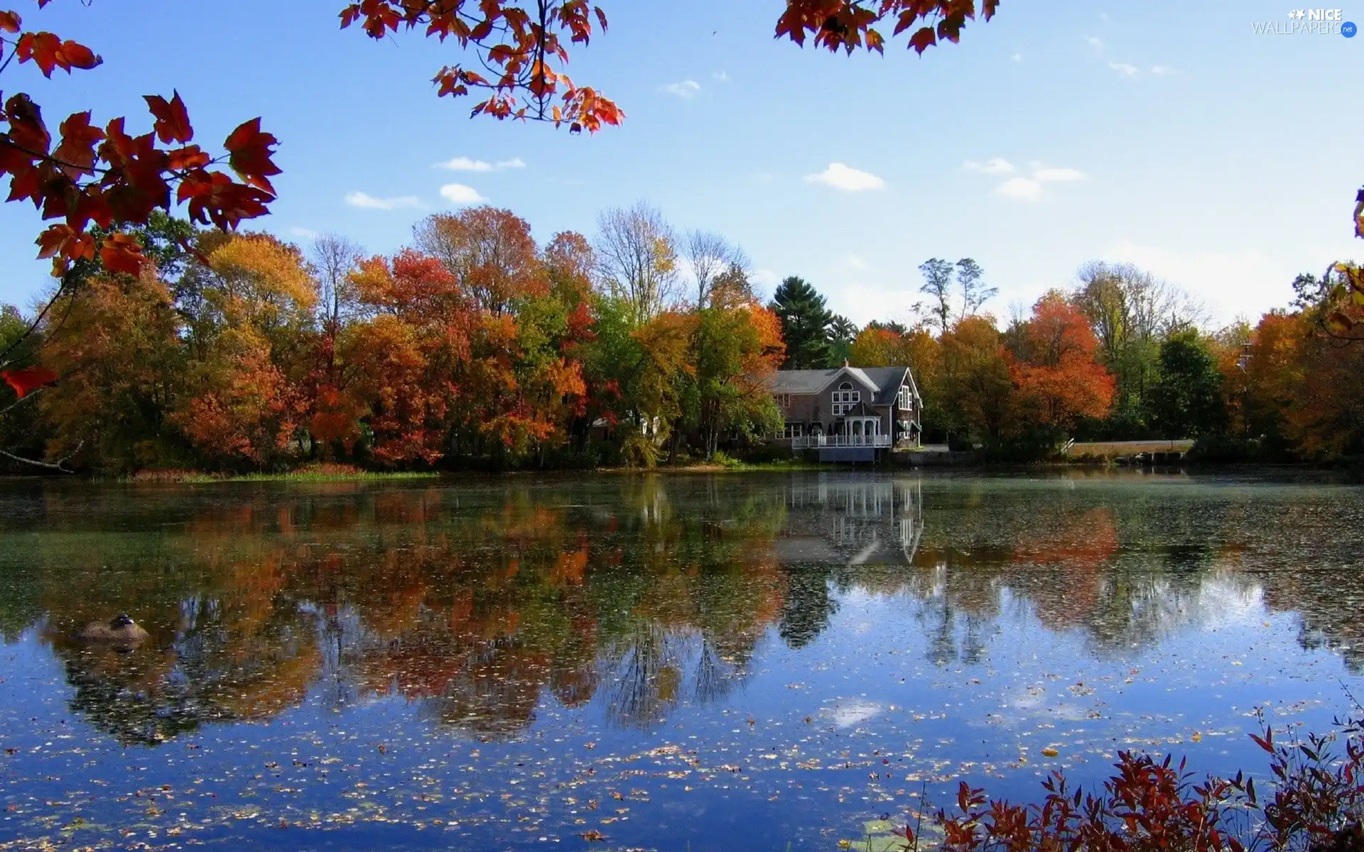 lake, trees, viewes, house