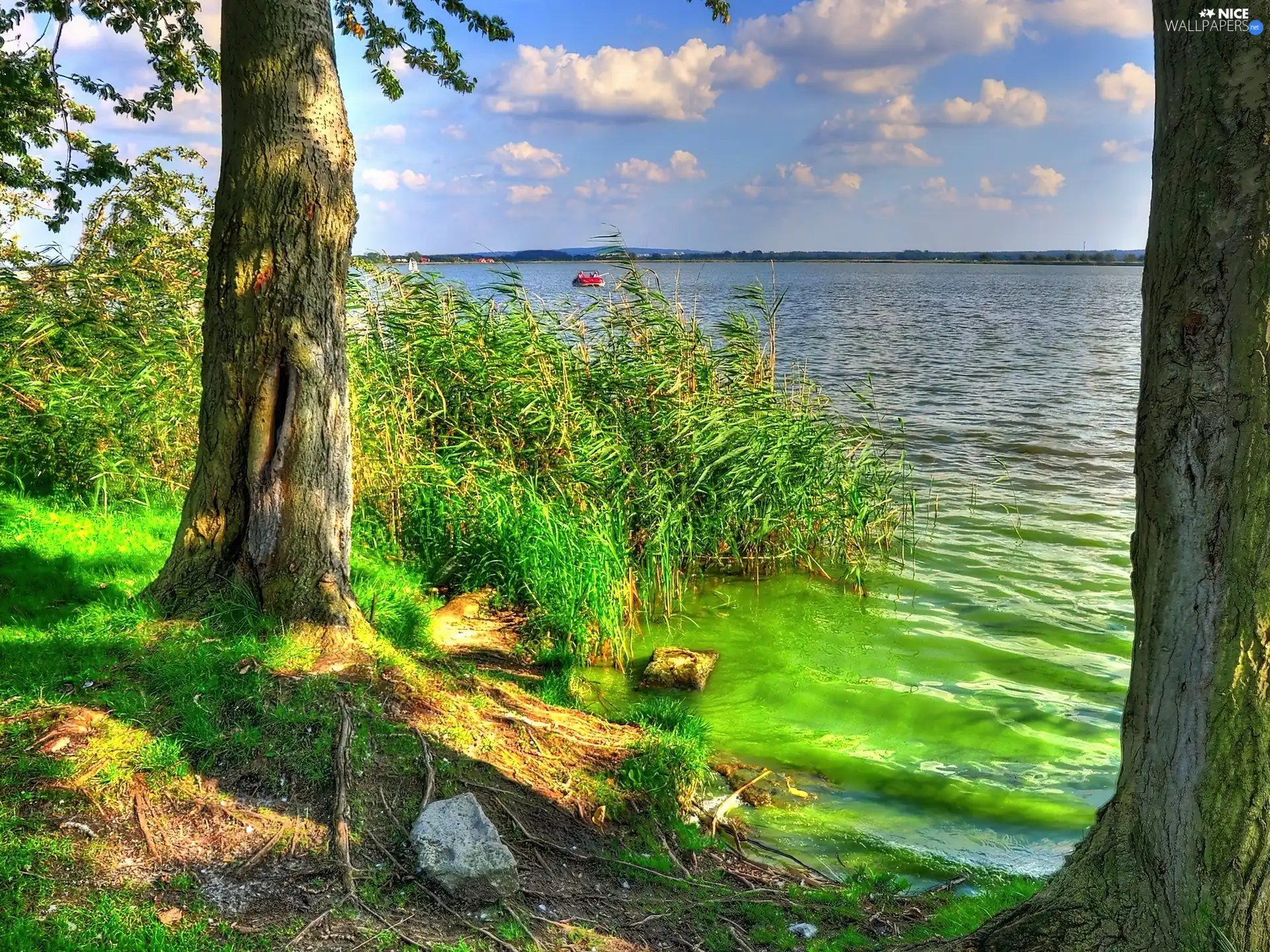 lake, trees, viewes, rushes