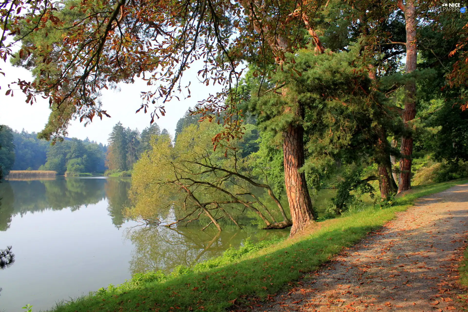lake, trees, viewes, Way