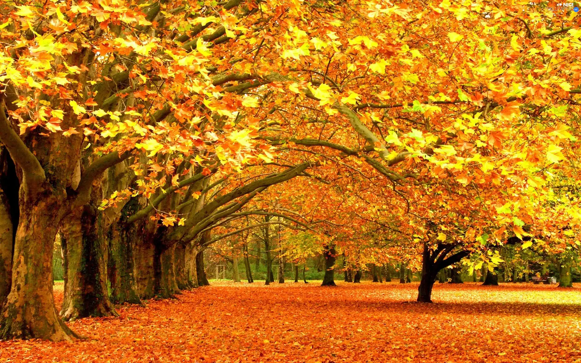 viewes, Leaf, Park, trees, autumn