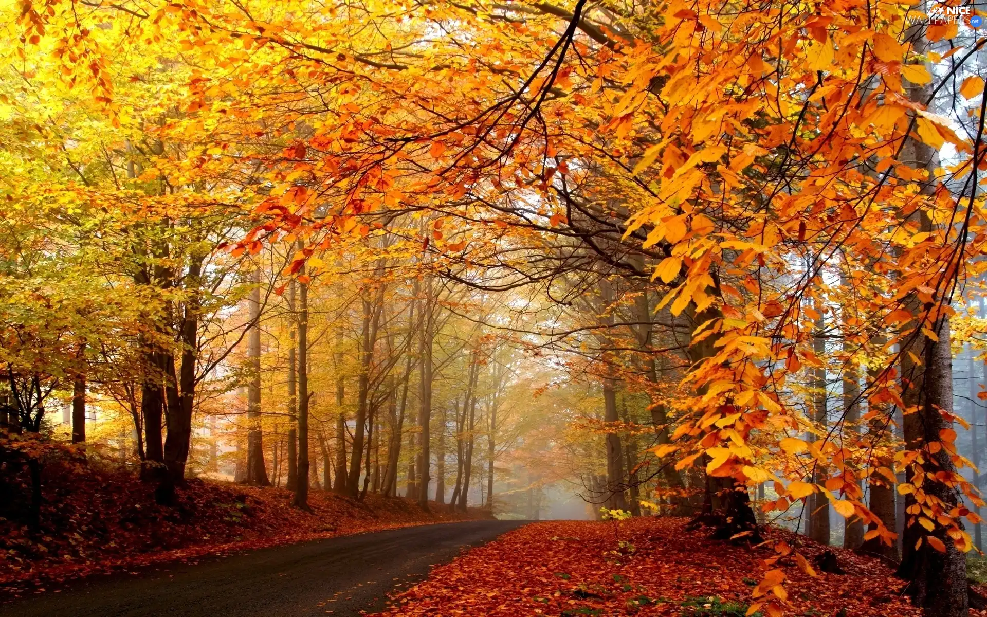 viewes, Leaf, Way, trees, autumn