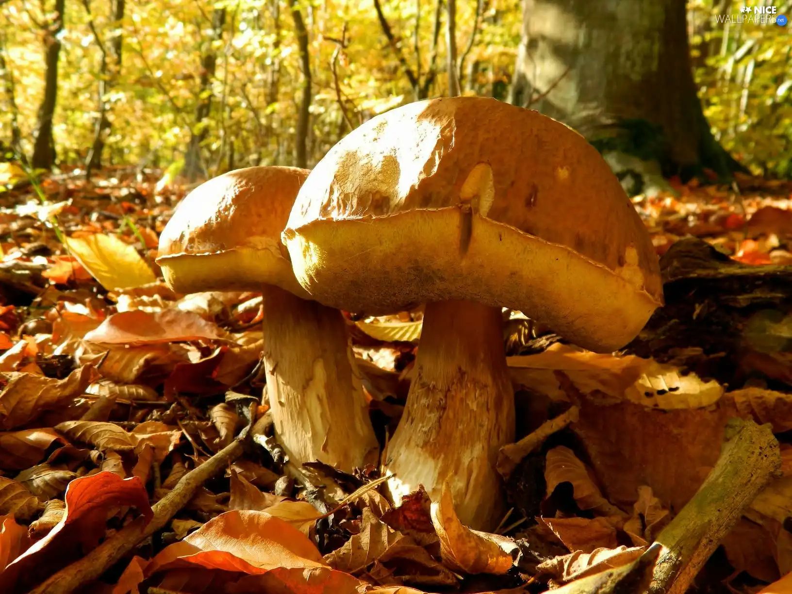 viewes, Leaf, boletus, trees, mushrooms