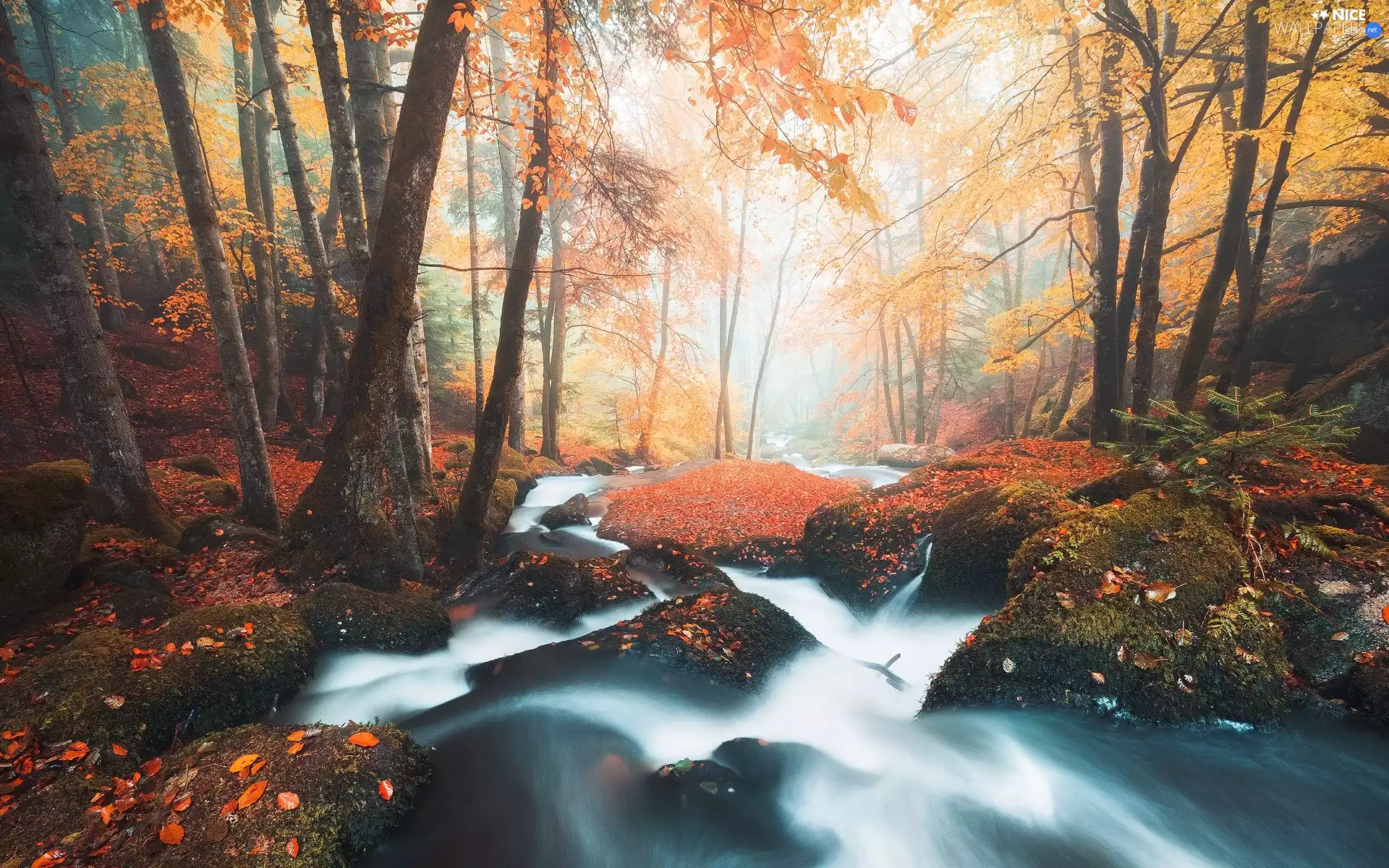 River, trees, Leaf, viewes, forest, Stones, autumn