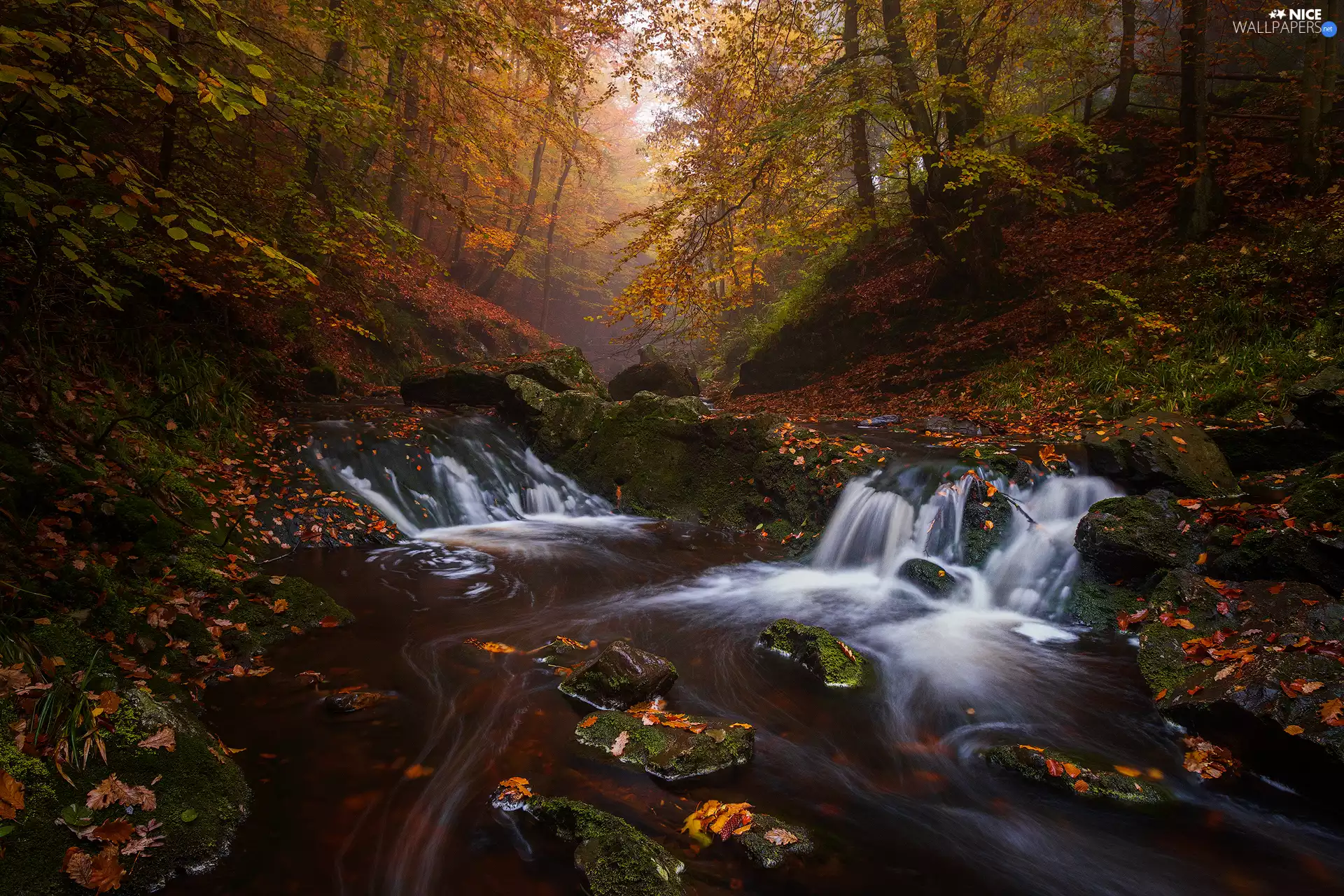 stream, trees, Leaf, viewes, forest, Stones, autumn