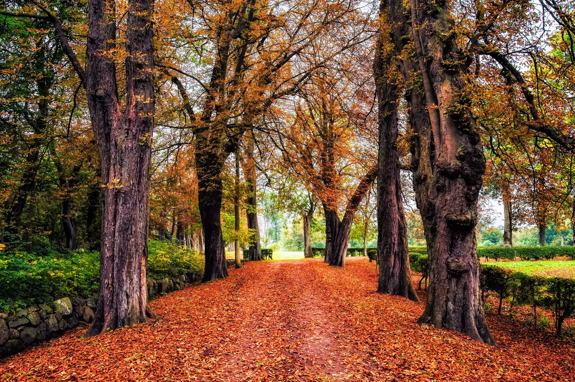alley, trees, Leaf, viewes, Park, fallen, autumn