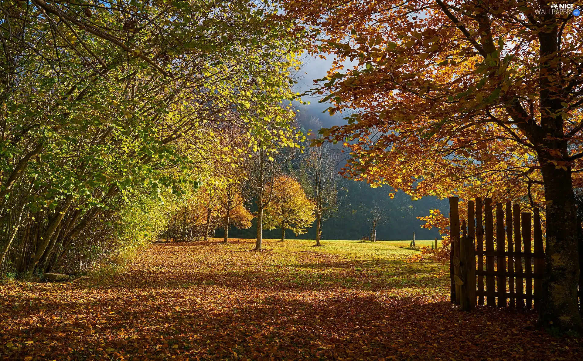 Bush, trees, Leaf, viewes, autumn, fallen, Fance