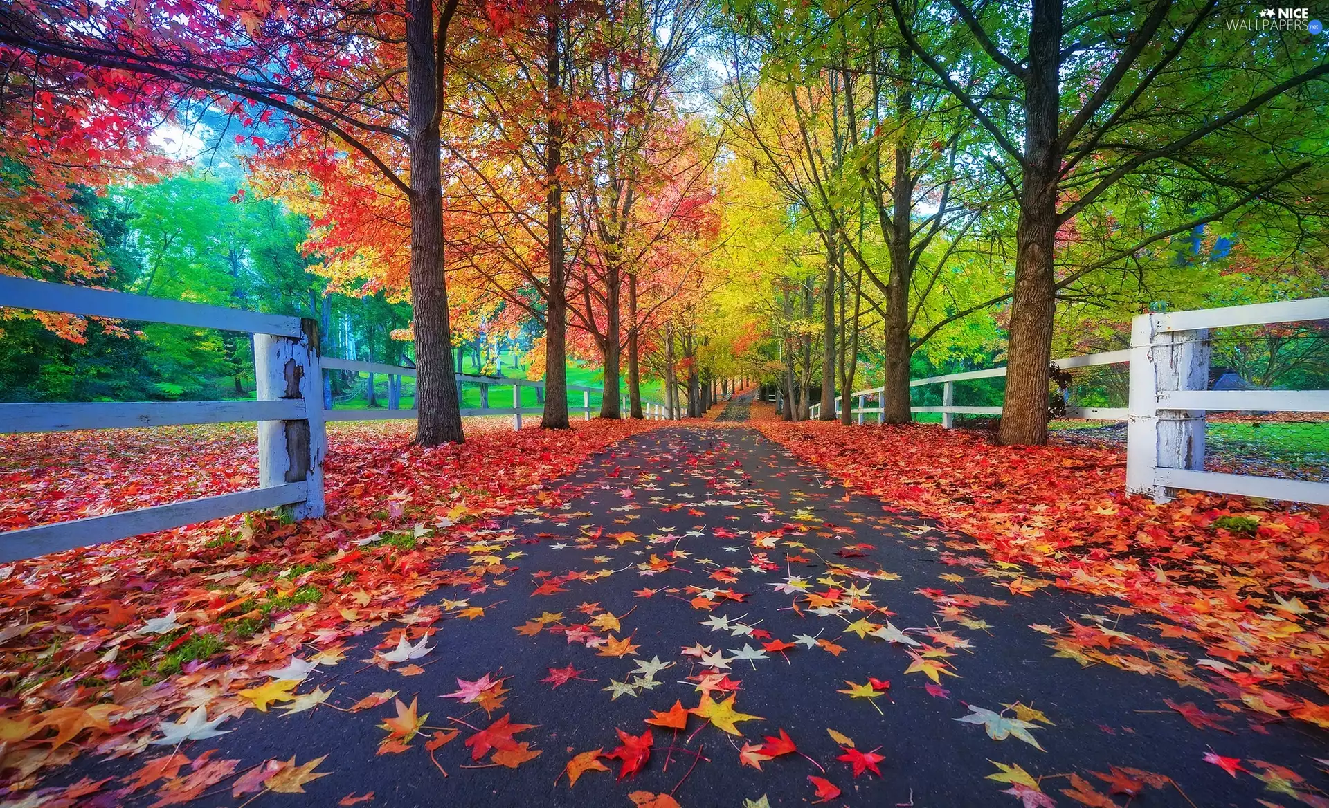 Way, trees, Leaf, viewes, Park, autumn, fence