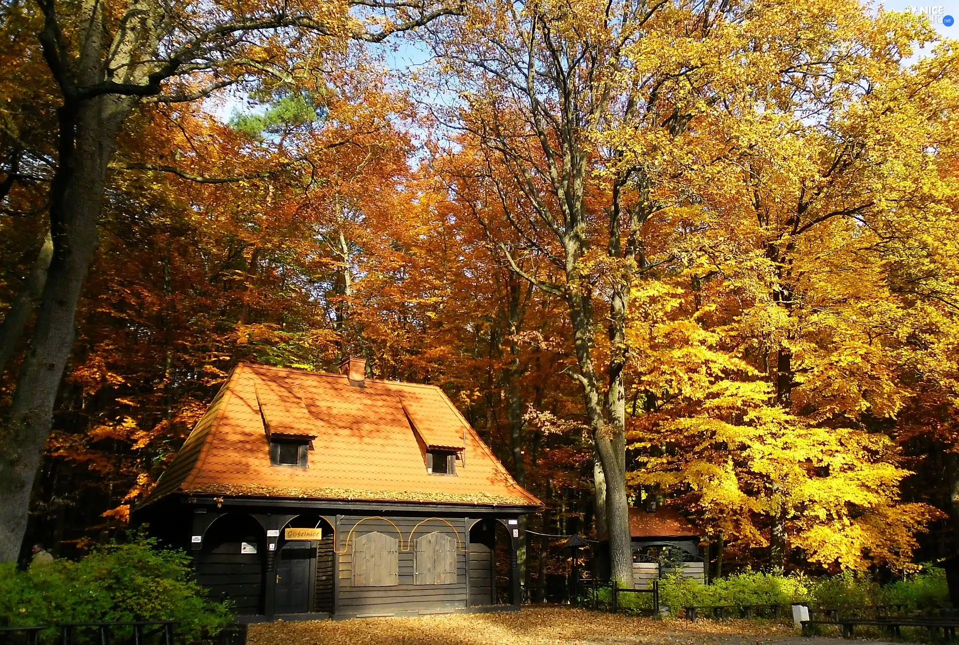 viewes, Leaf, autumn, trees, Urban Wood