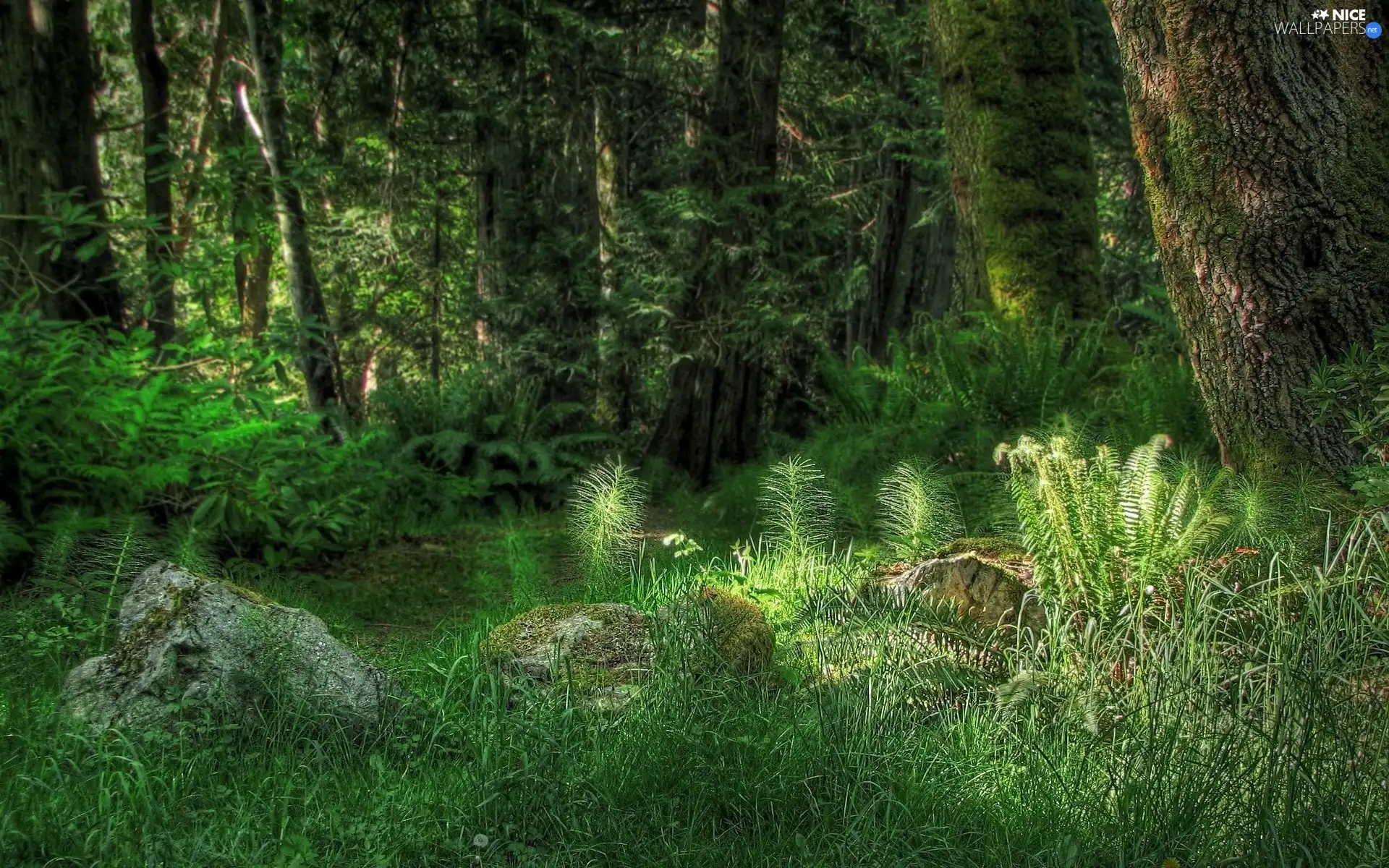 trees, fern, viewes, forest, flash, luminosity, ligh, sun, Przebijające