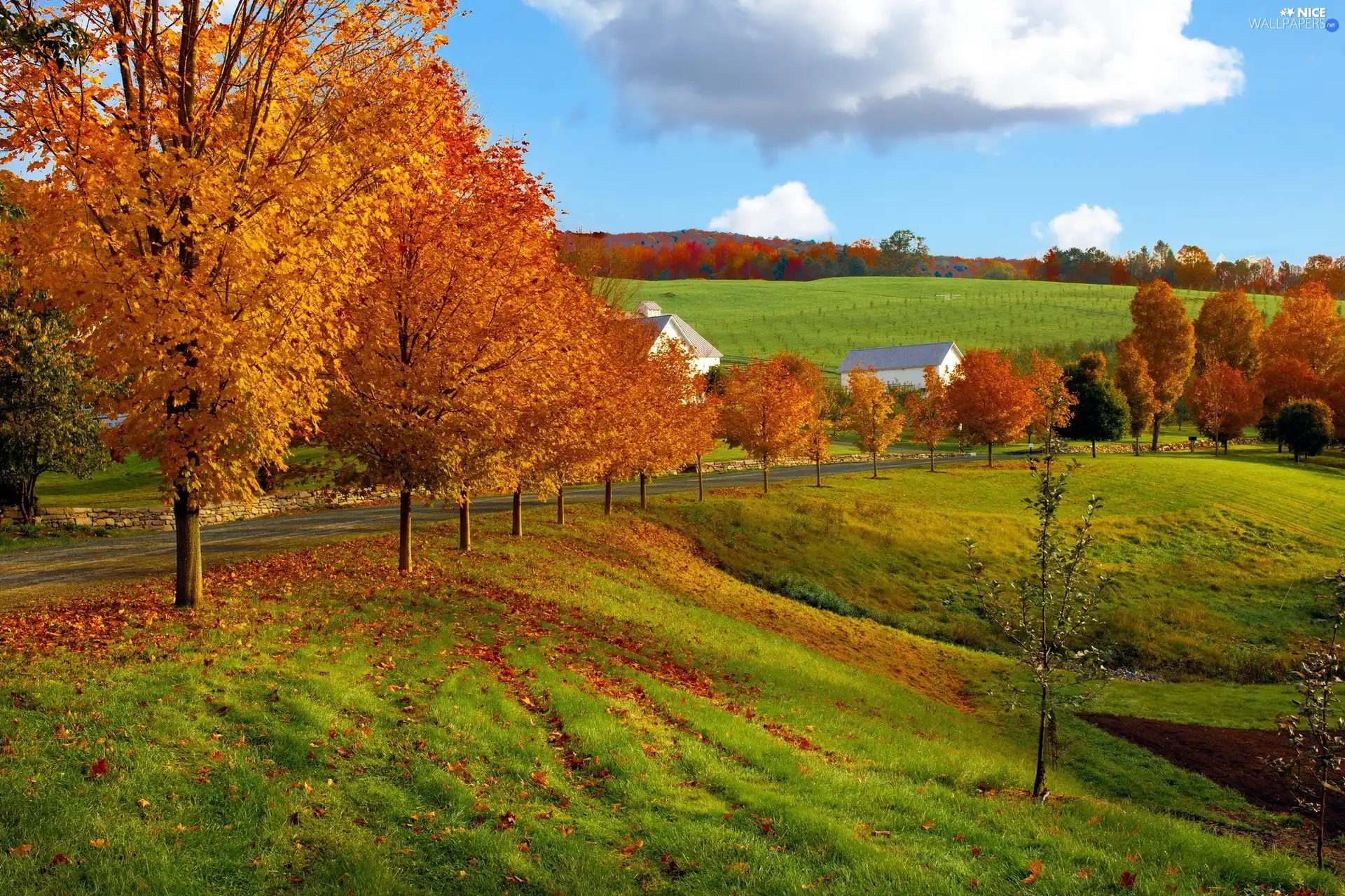 viewes, Meadow, landscape, trees, autumn