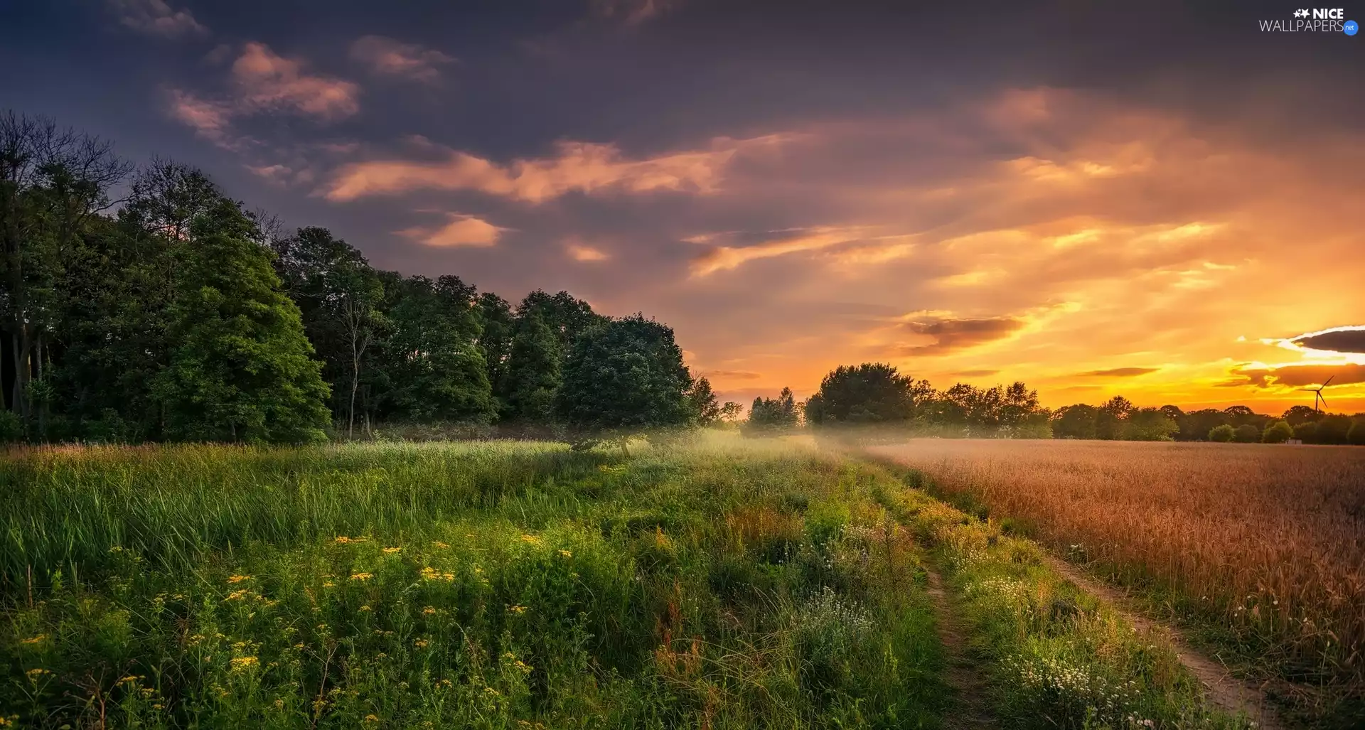 trees, viewes, Meadow, Sunrise, field