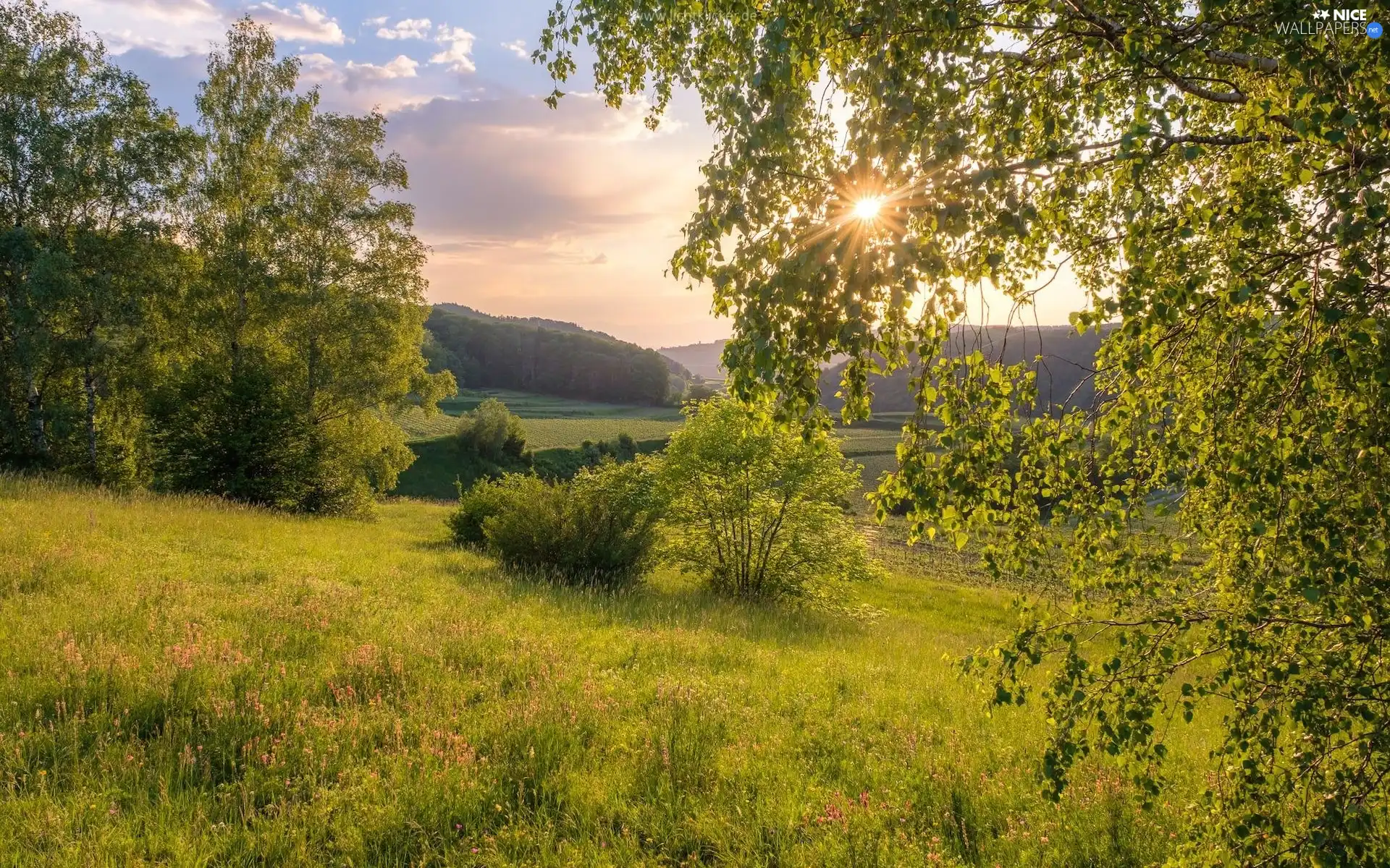 rays of the Sun, trees, Bush, viewes, Meadow, The Hills, summer