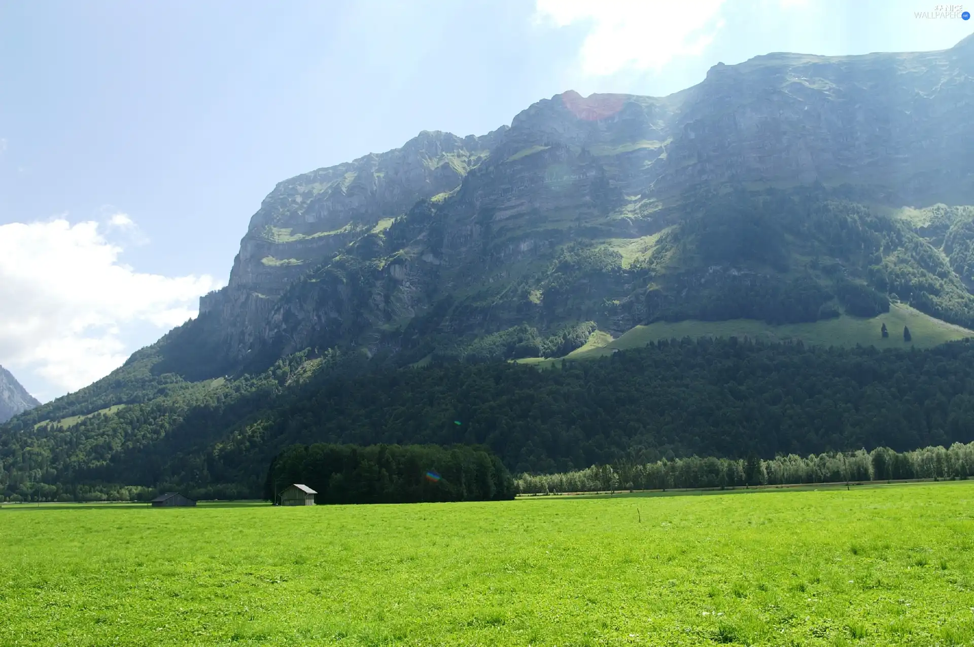 Meadow, trees, viewes, Mountains