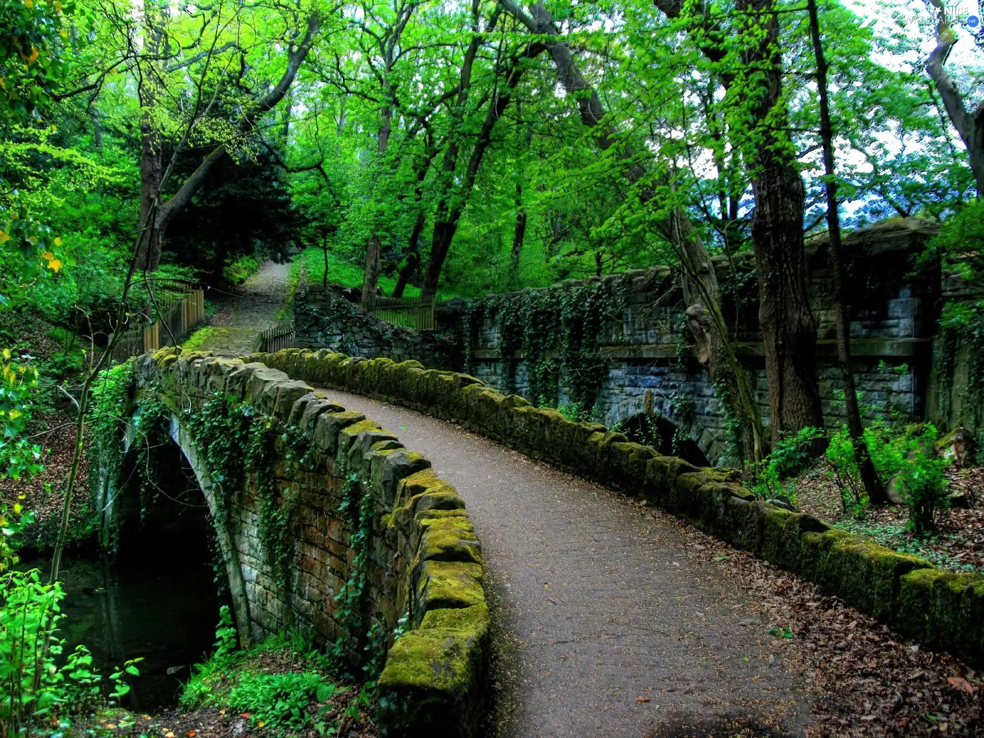 viewes, Moss, Path, trees, Park