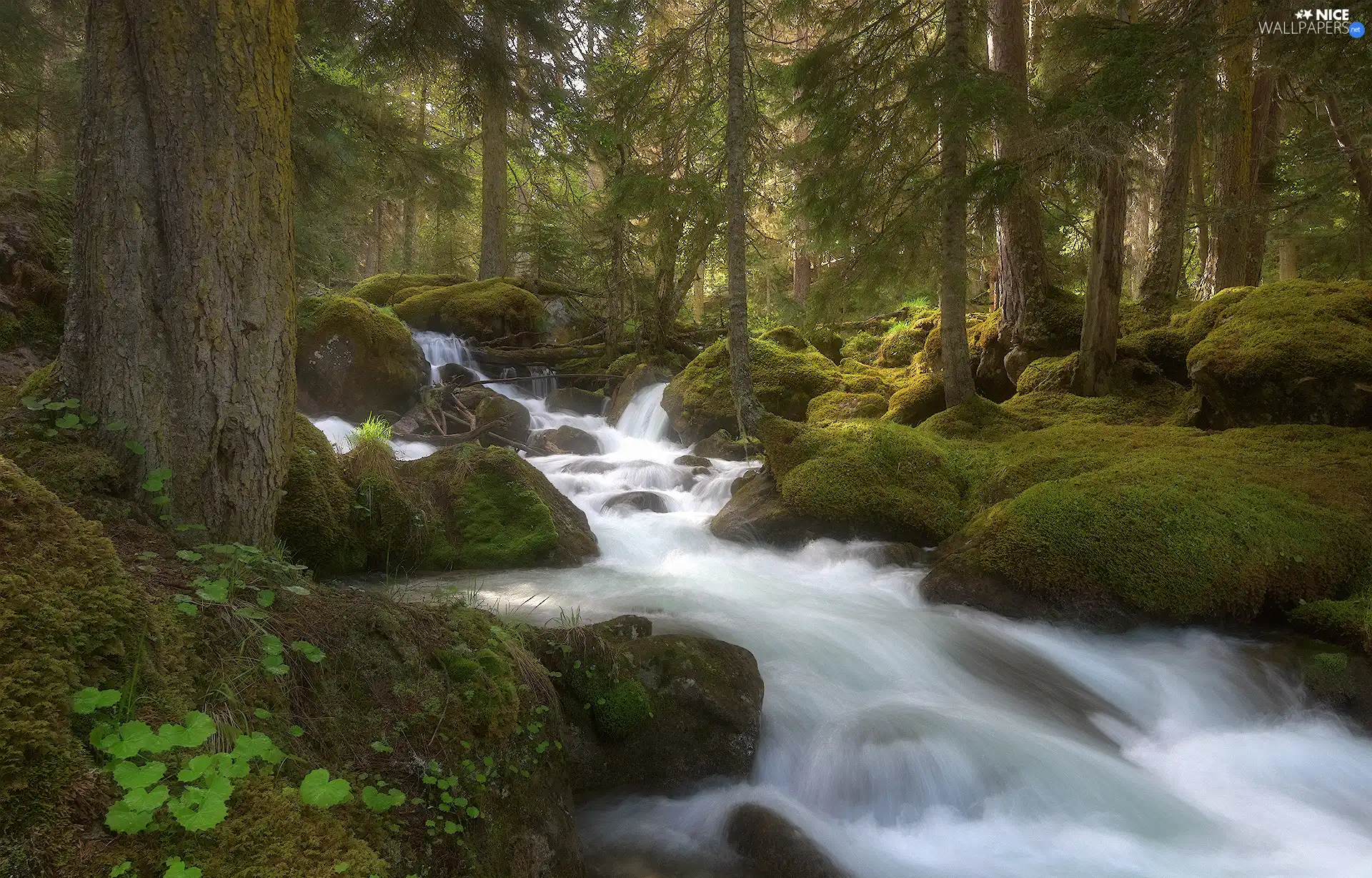 stream, trees, mossy, viewes, forest, River, Stones