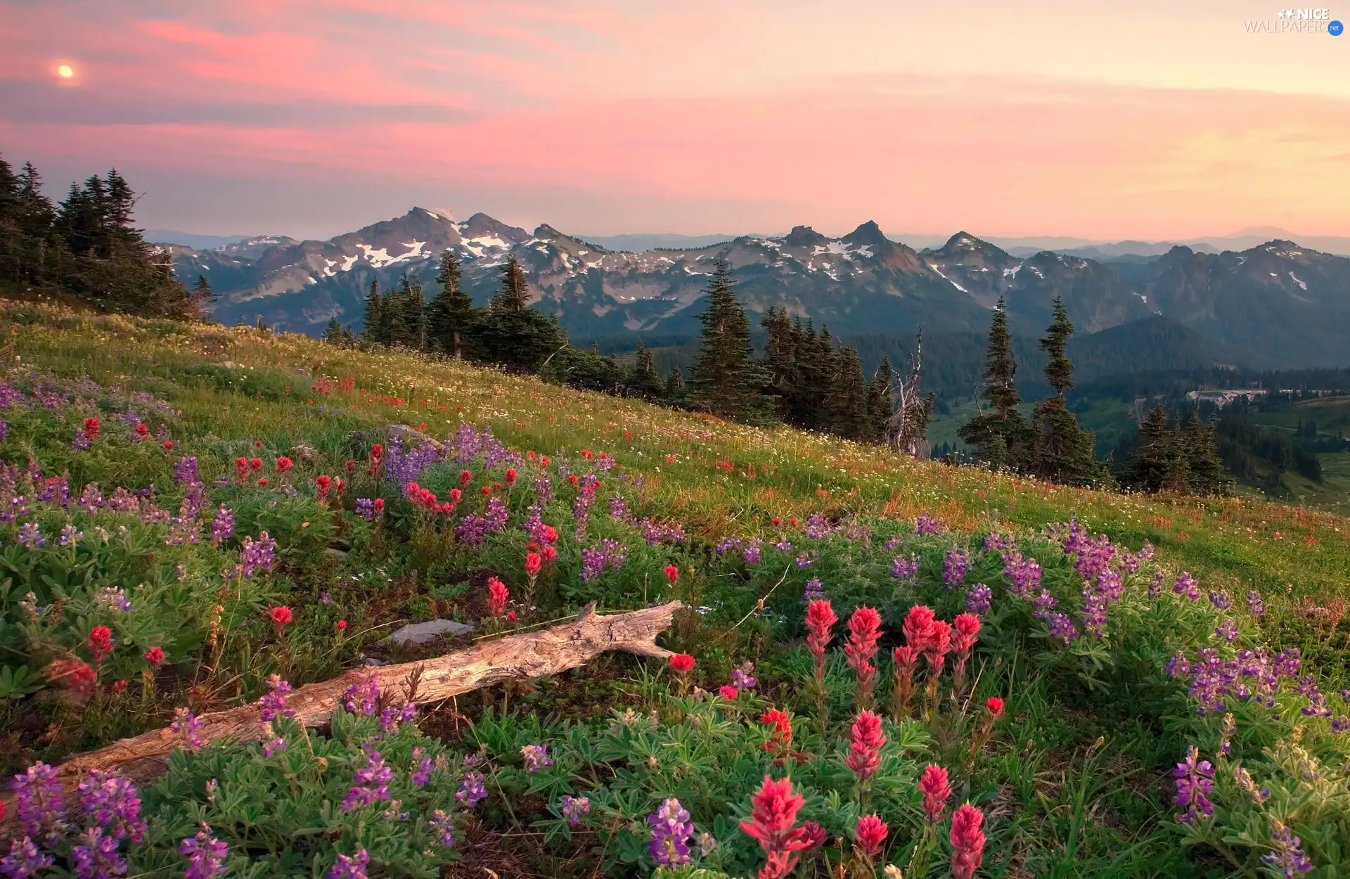 viewes, Mountains, Meadow, trees, Floral