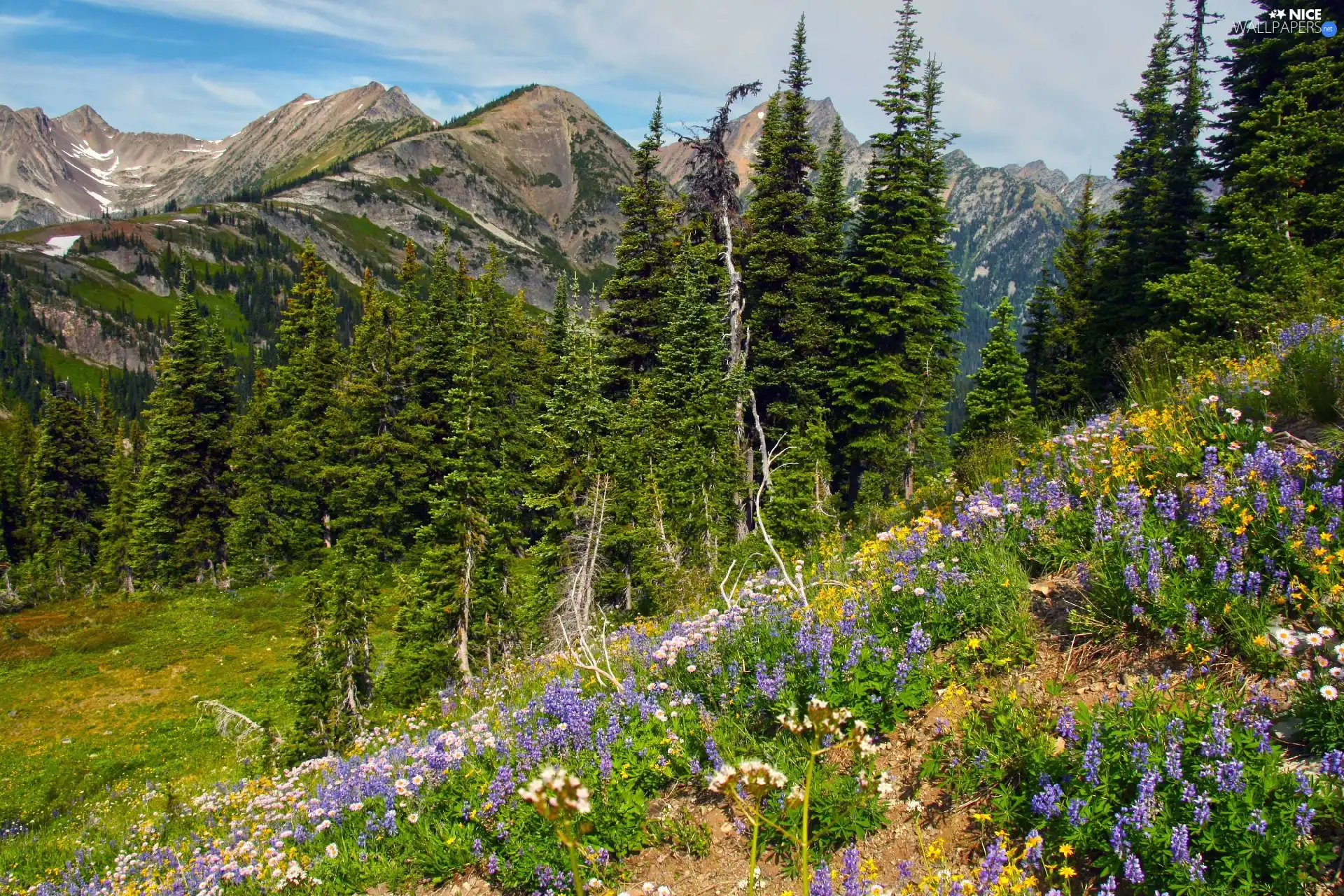 viewes, Mountains, Meadow, trees, Flowers