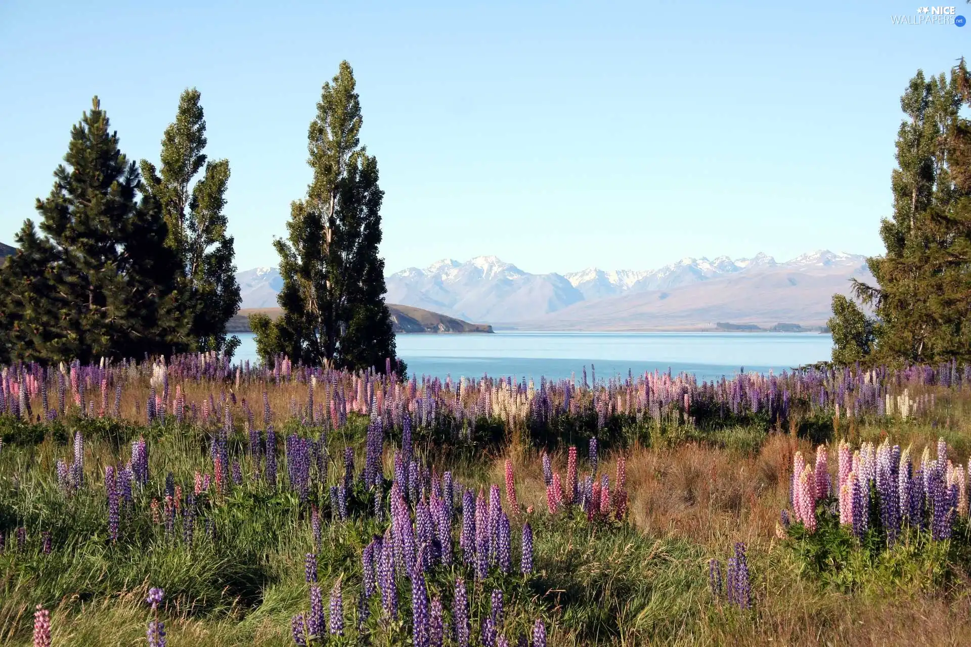 viewes, Mountains, Flowers, trees, Meadow