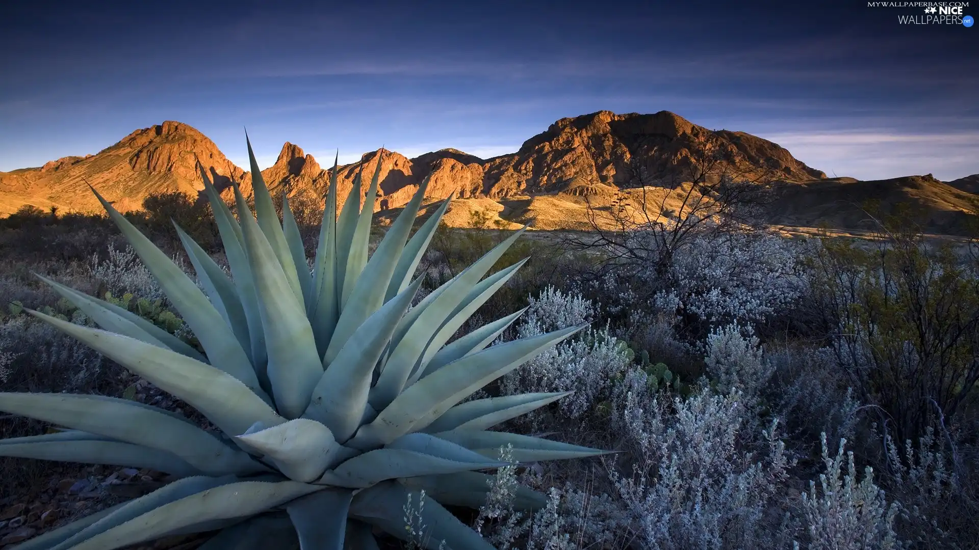Mountains, trees, viewes, Cactus