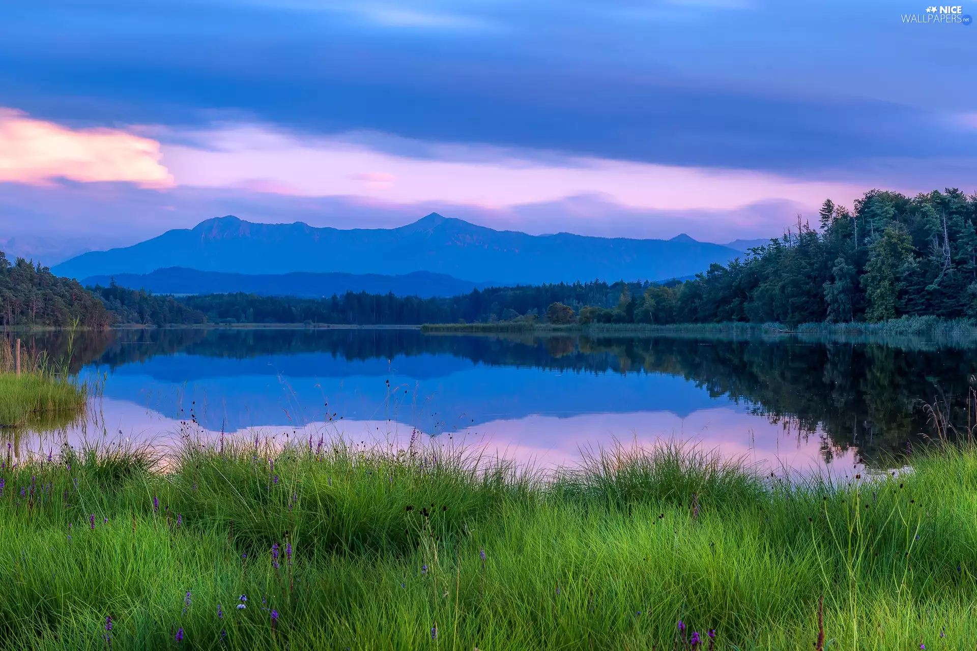 rushes, lake, trees, viewes, grass, Mountains