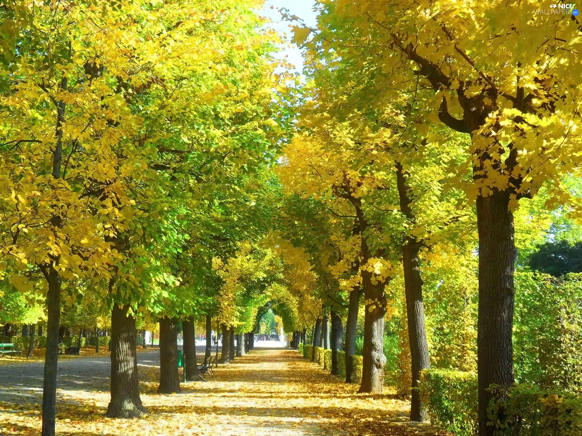 Park, trees, viewes, Autumn