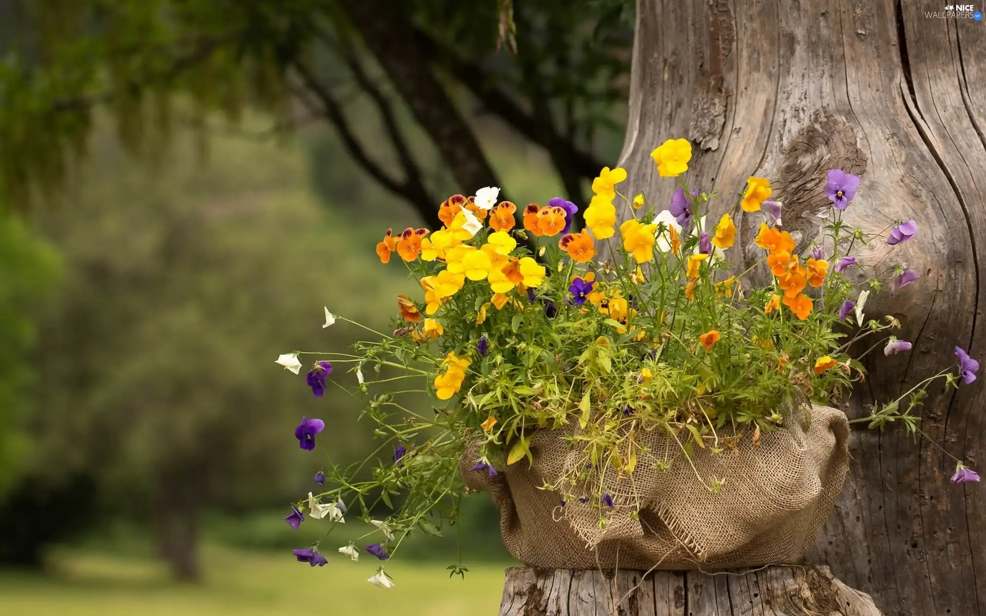 trunk, basket, viewes, Park, trees, pansies