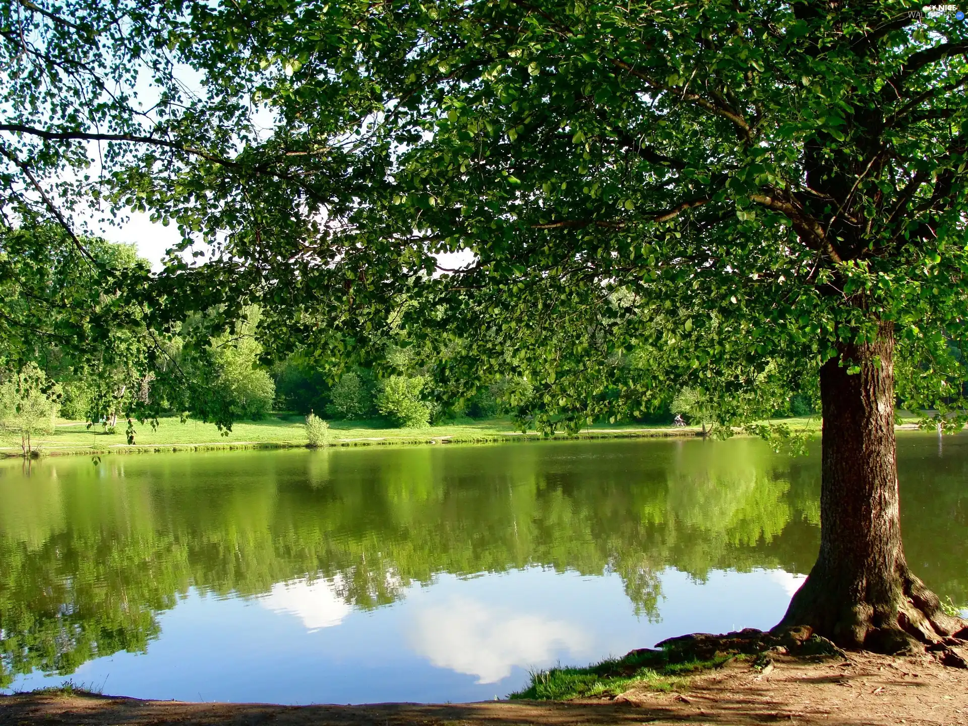 Park, trees, viewes, lake