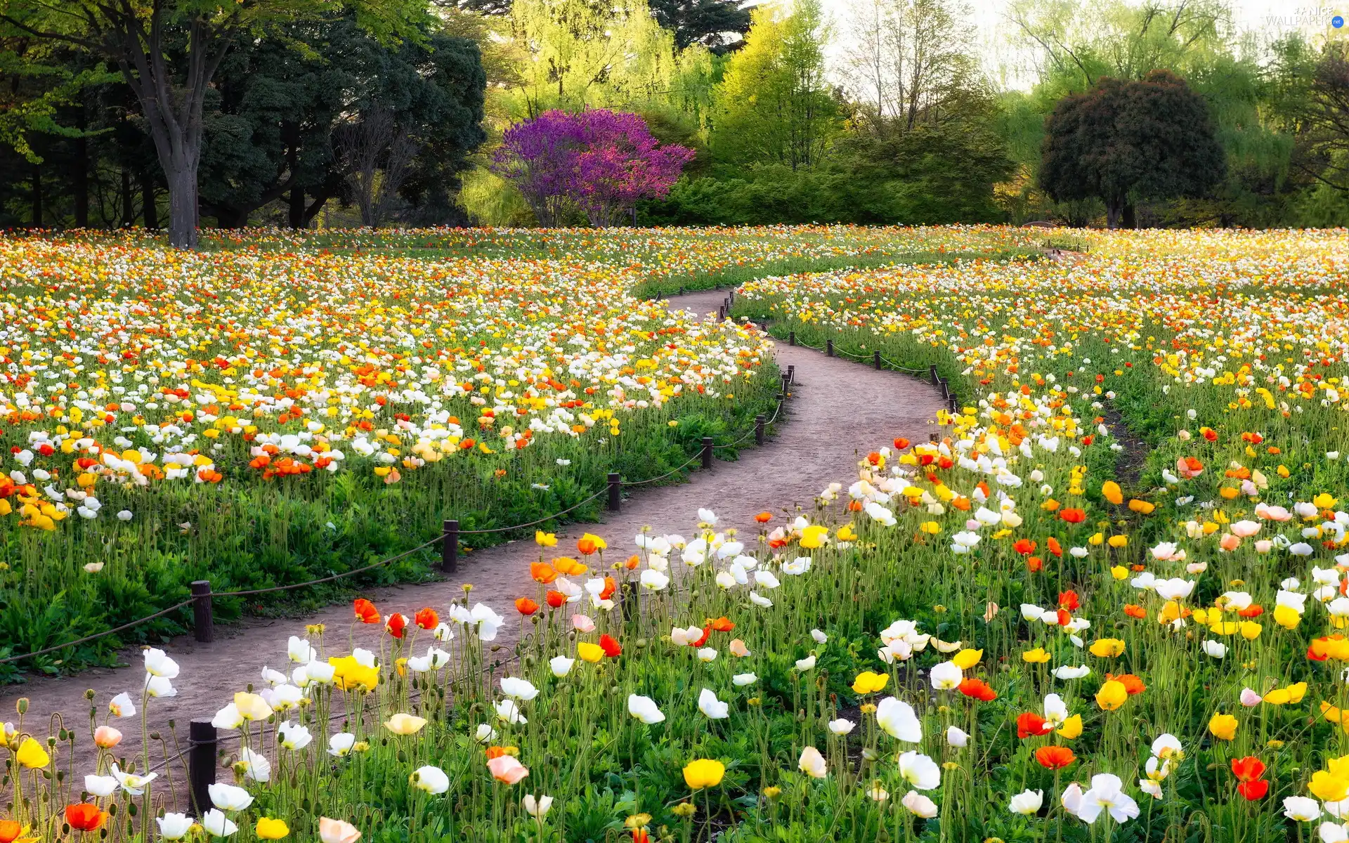 Park, trees, viewes, papavers