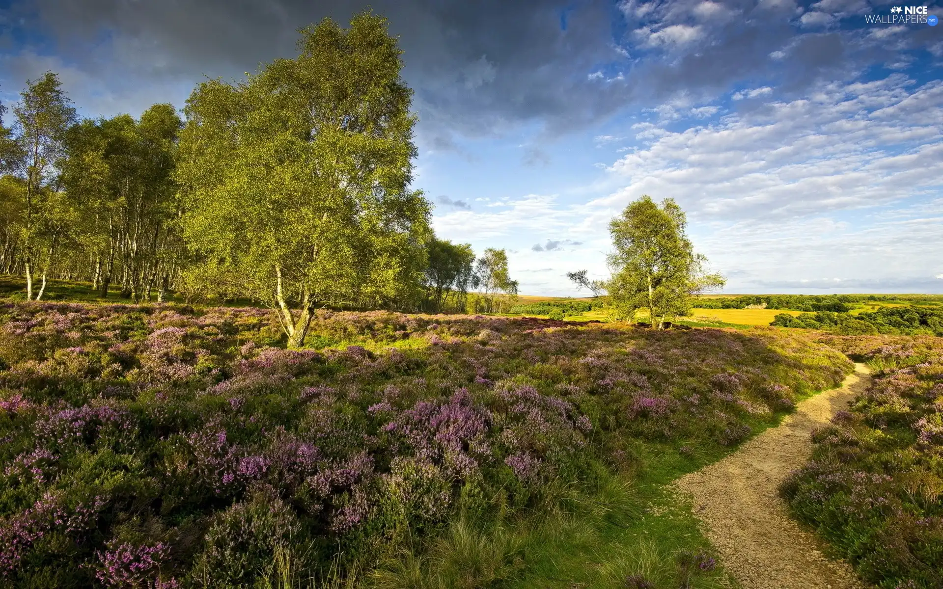 trees, heathers, Path, heath, viewes, Field