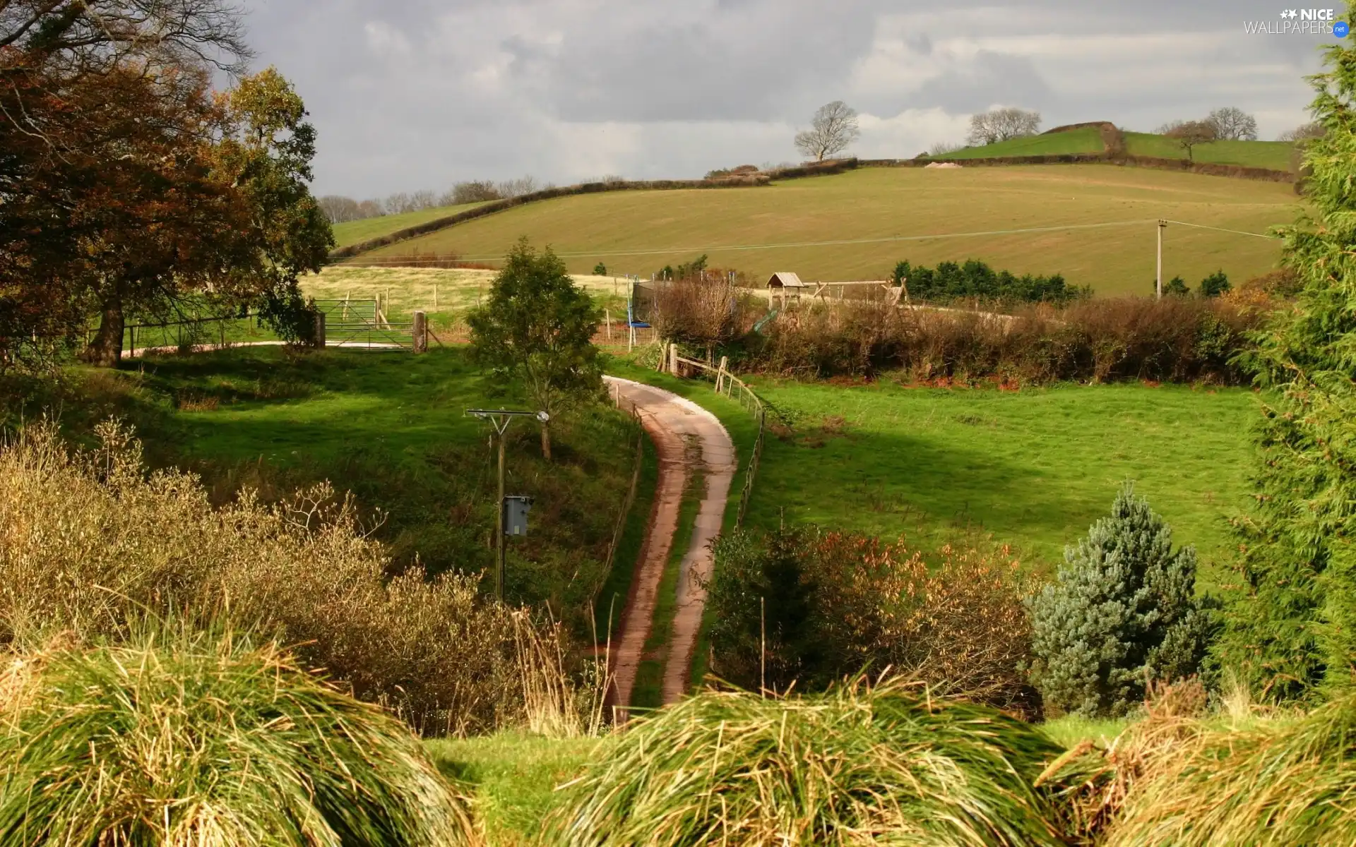 grass, Way, viewes, pens, trees, Clumps