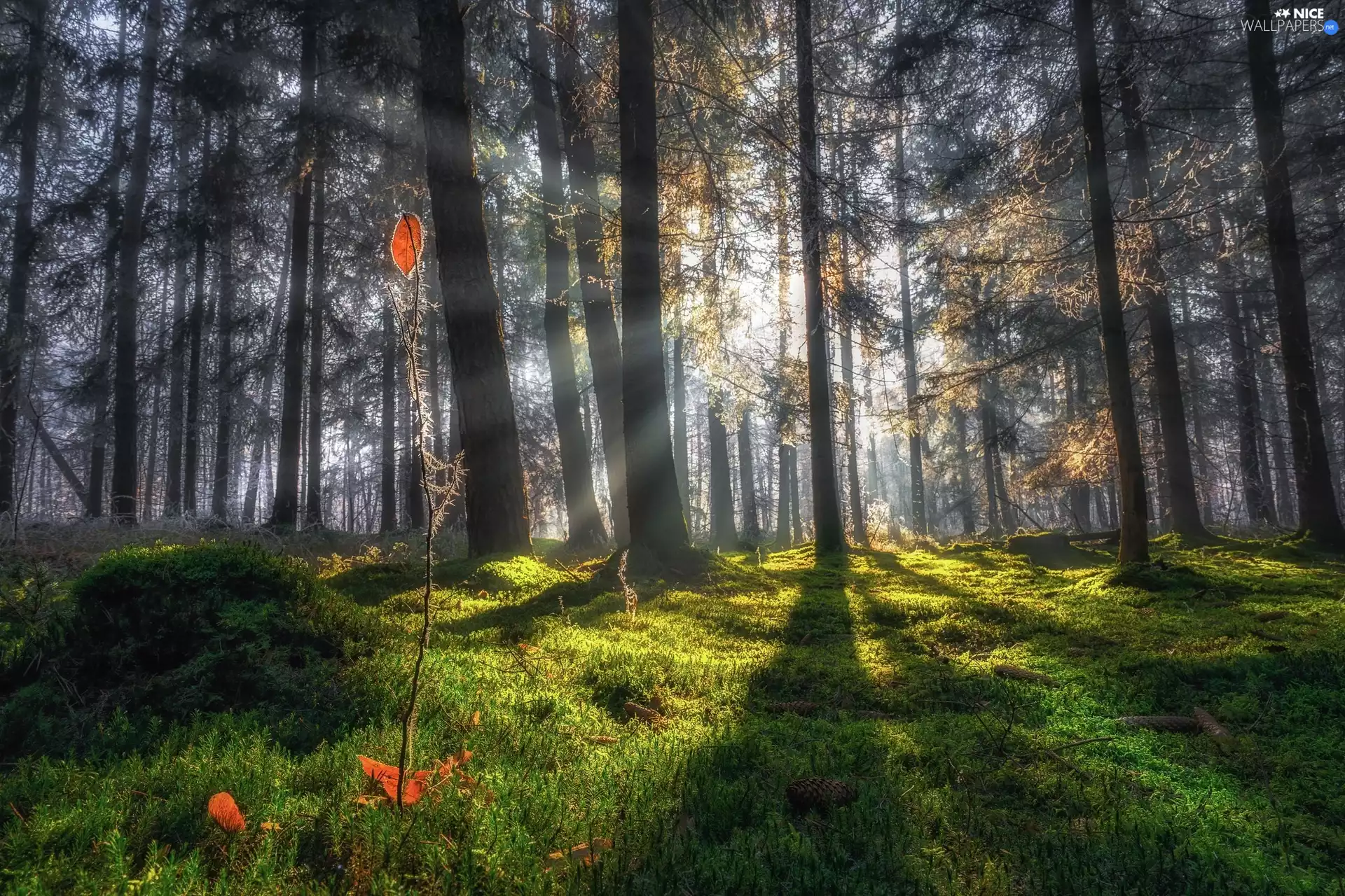 viewes, forest, light breaking through sky, plant, morning, trees