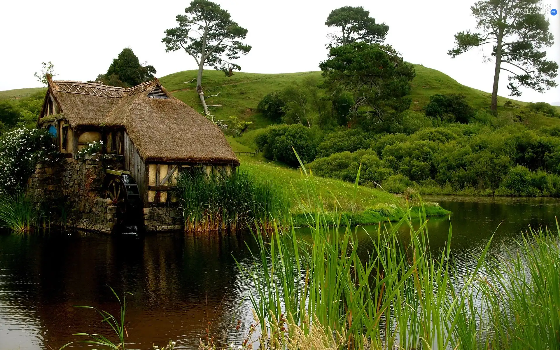 viewes, Plants, water, trees, Windmill
