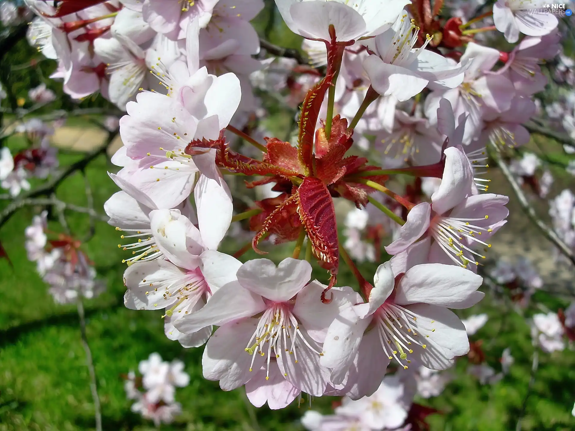 viewes, plum, Flowers, trees, Pink