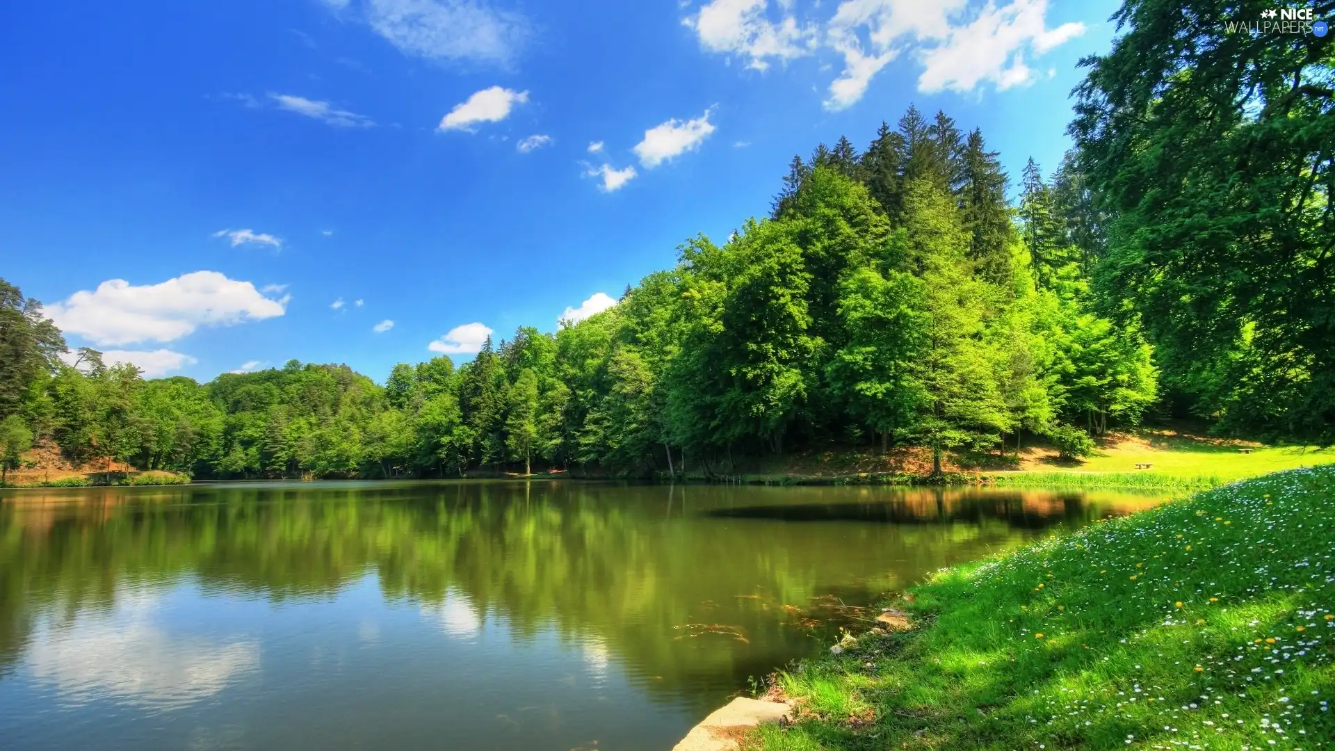 Meadow, trees, viewes, Pond - car