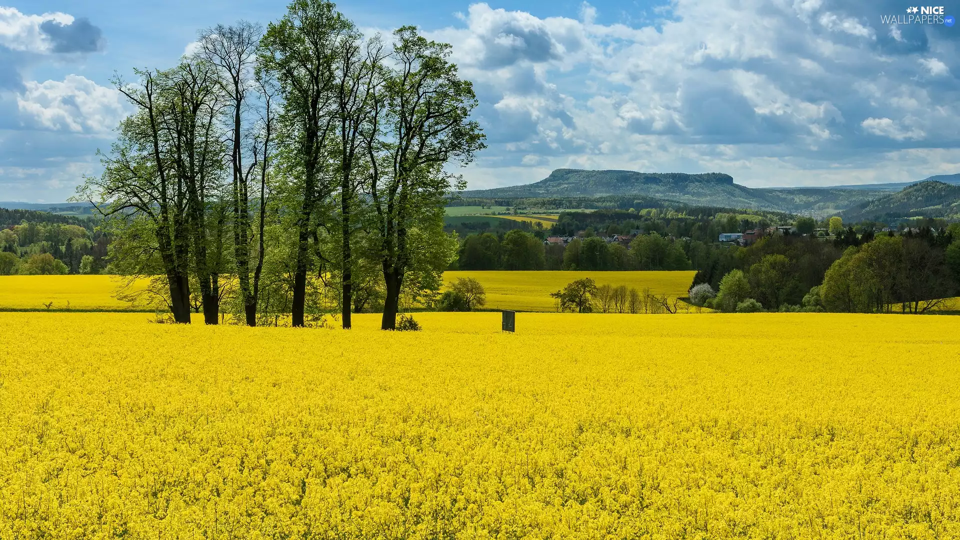 trees, viewes, rape, high, Field