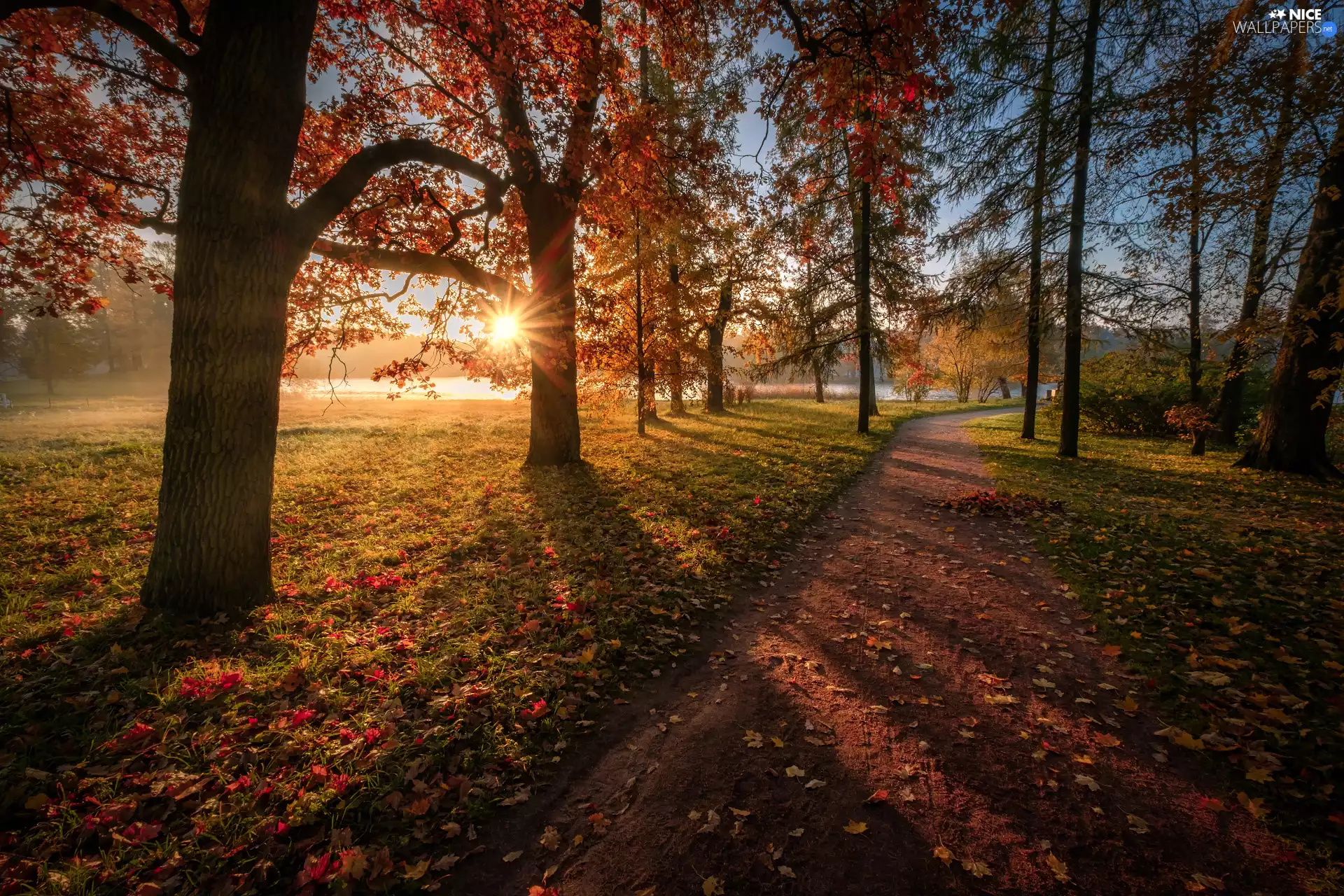 Park, trees, Path, St. Petersburg, Leaf, autumn, viewes, Russia, Tsarskoye Selo, rays of the Sun