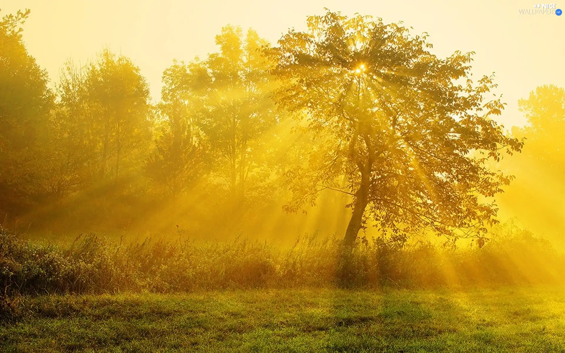 rays, trees, viewes, sun