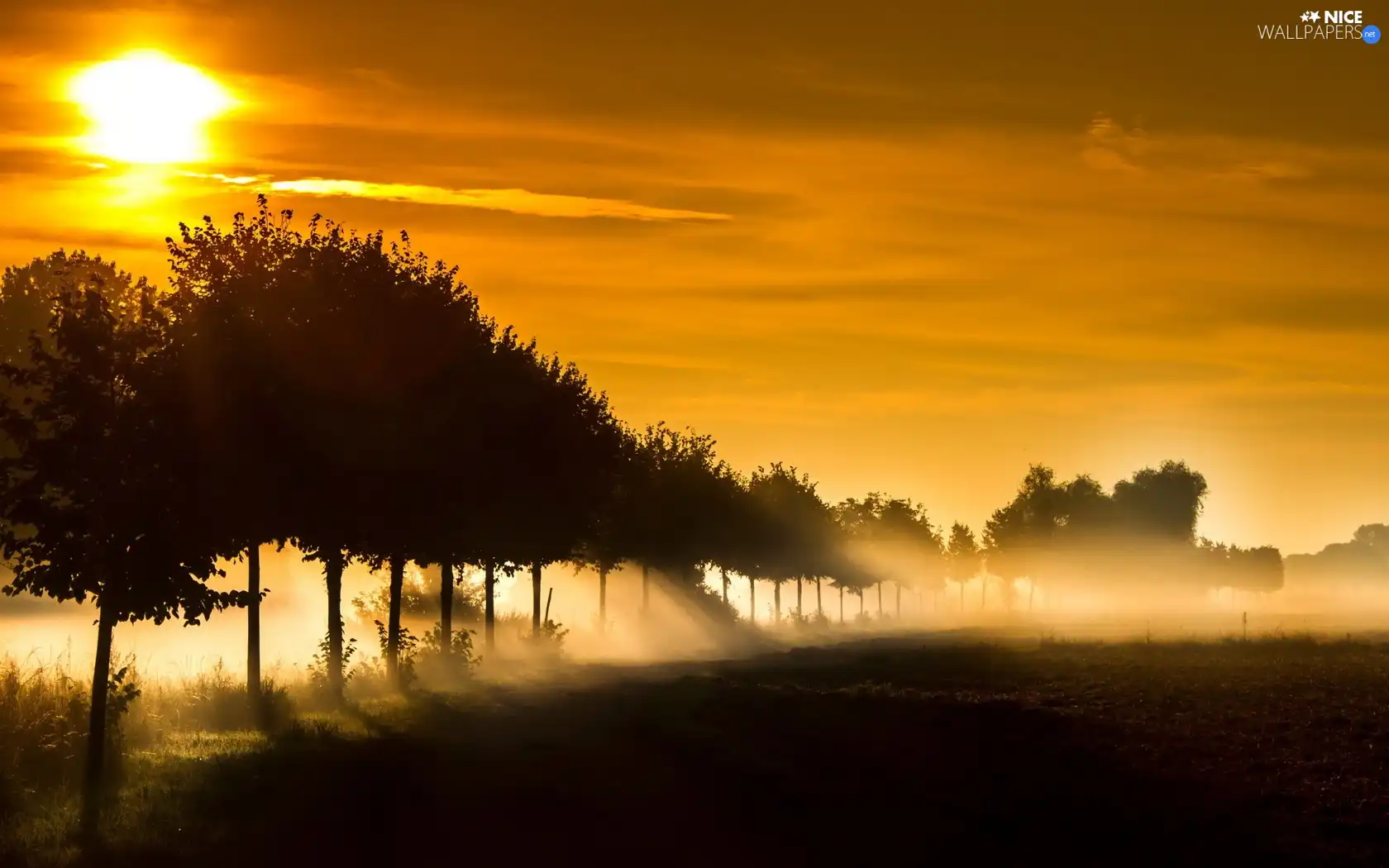 viewes, rays, sun, trees, west