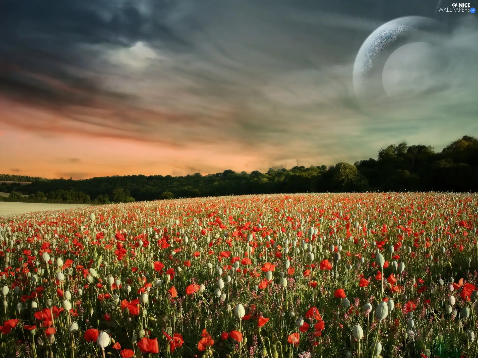 viewes, Sky, red weed, trees, Field