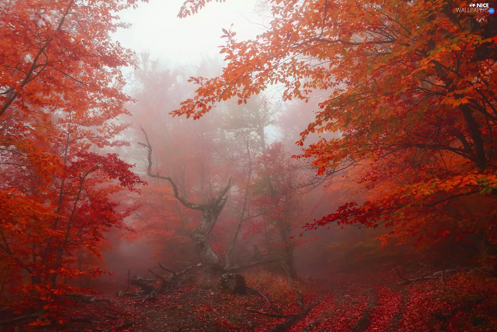 forest, autumn, Red, Leaf, Lod on the beach, Fog, viewes, dry, trees