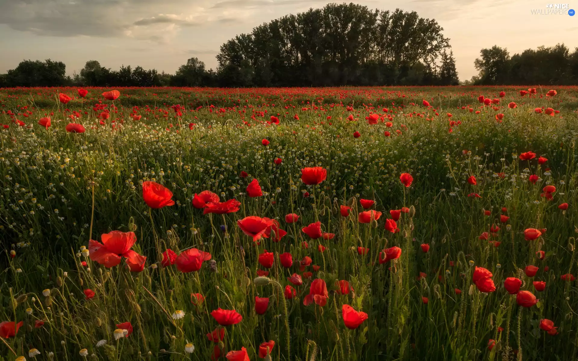 trees, viewes, Red, papavers, Meadow