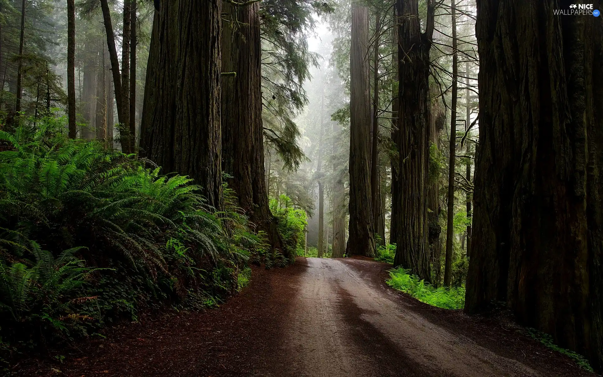 viewes, redwoods, forest, trees, Way