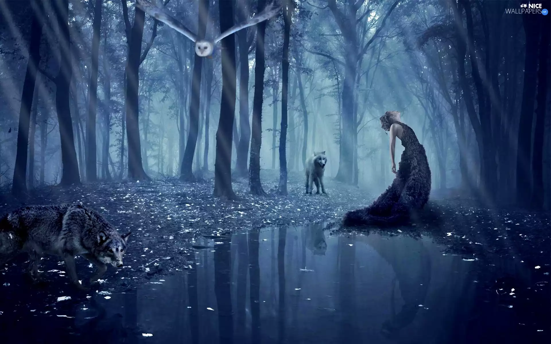 wolves, trees, reflection, viewes, Women, owl, water